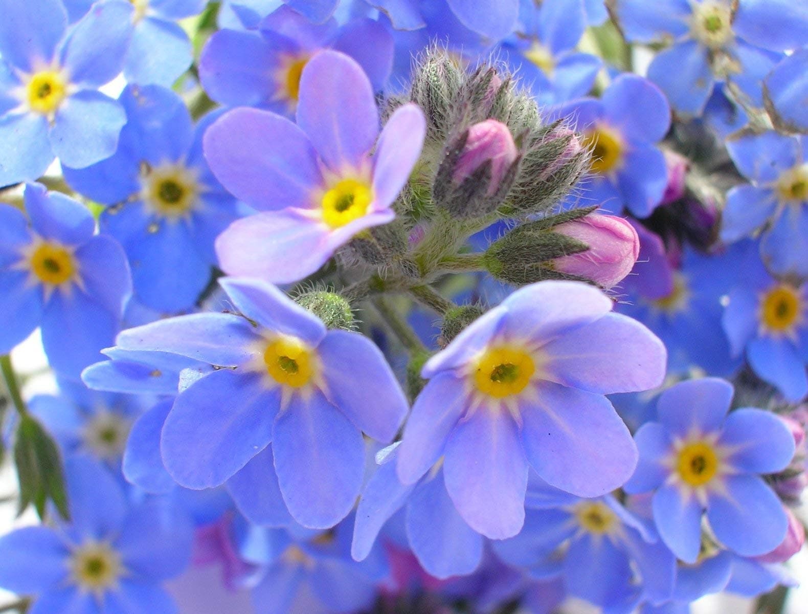 Forget Me Not 2000 Seeds Native Wildflower Delightful Sight Welcomed Everywhere