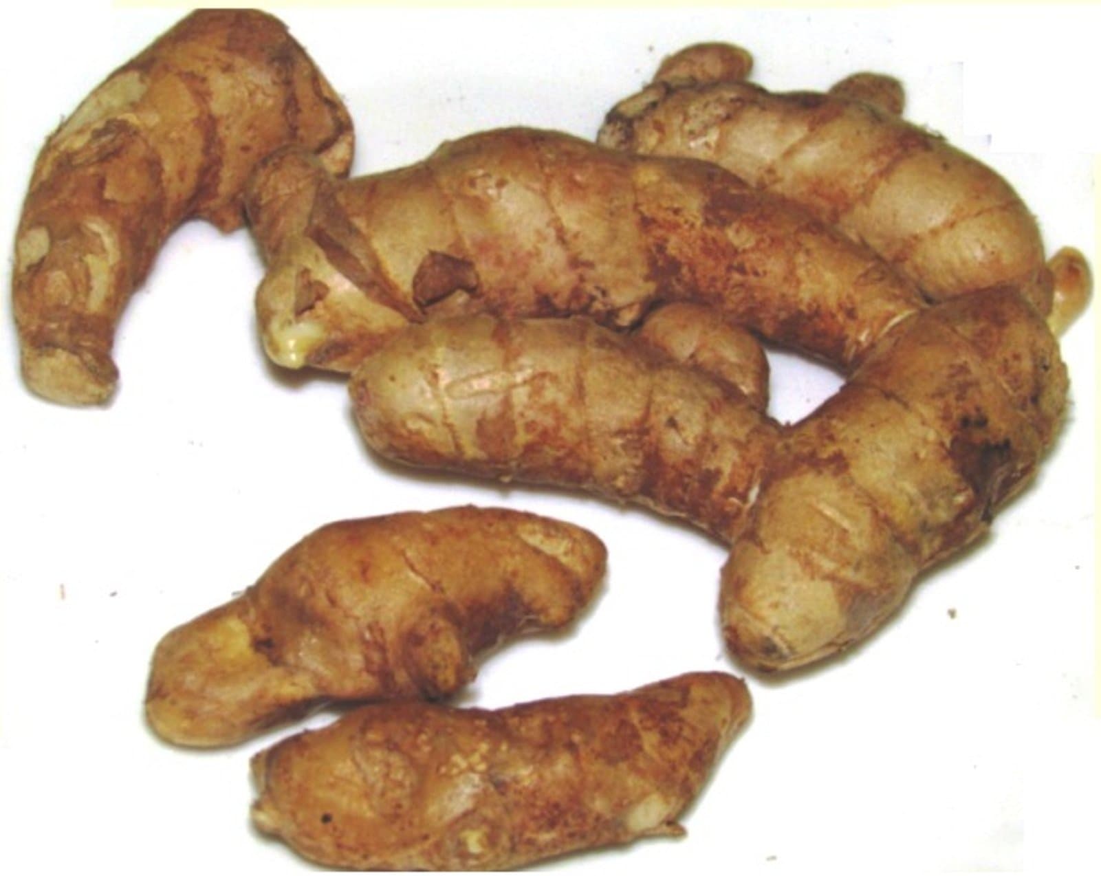 Seedstores Rare Curcuma Amada (Mango Ginger) Fresh Root Cuttings for Growing 10 Rhizomes