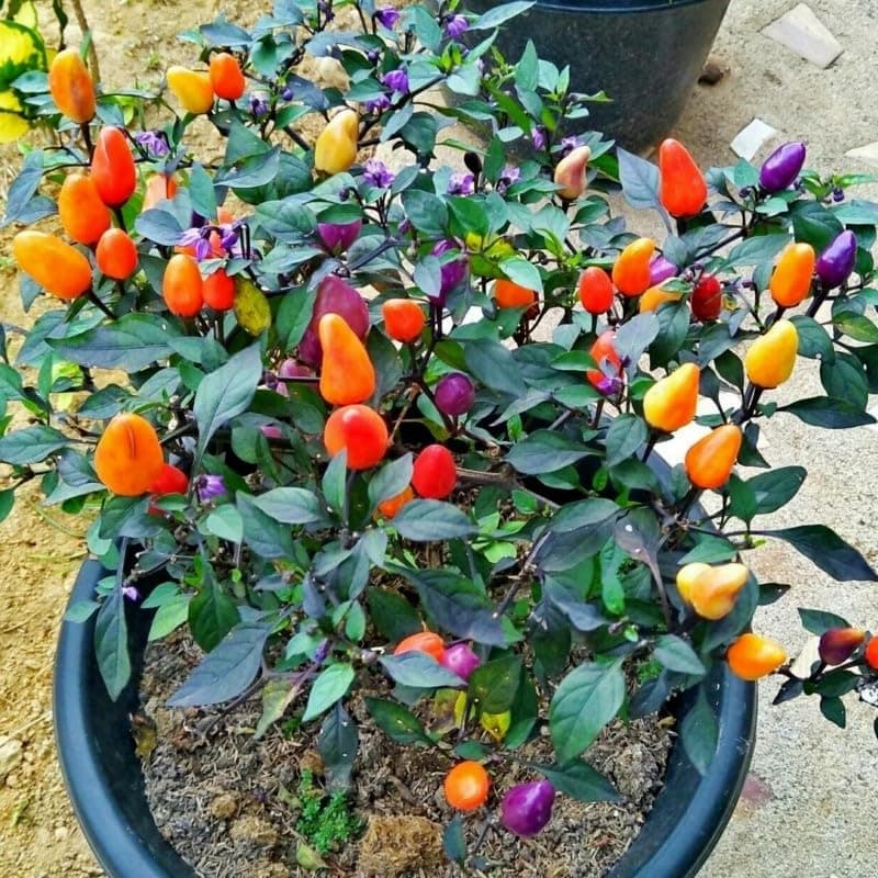 Bolivian Rainbow Chili Pepper Seeds - Dwarf Chili Plant Quality Heirloom Seed