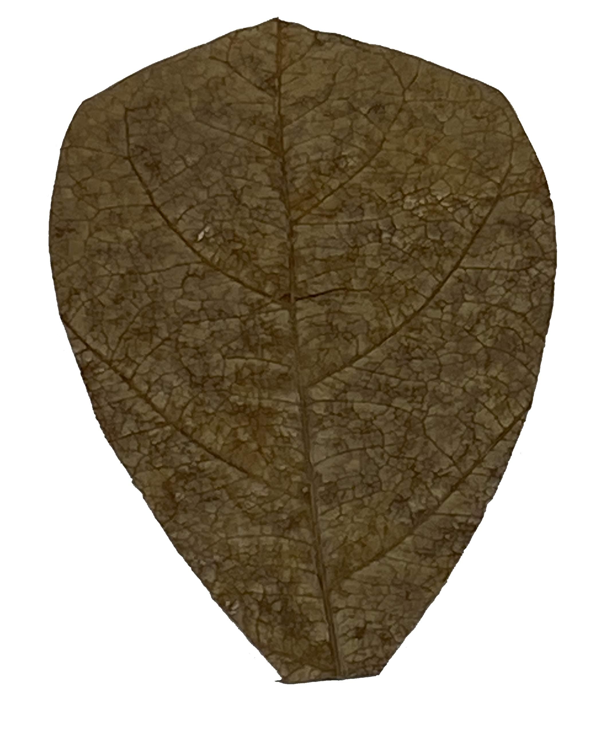 Awesome Aquatic Betta / Shrimp Leaves 50 Mini 2 " Premium Catappa Indian Almond Leaves Natural Habitat Tannin Producing Improves Immunity, Easy to USE
