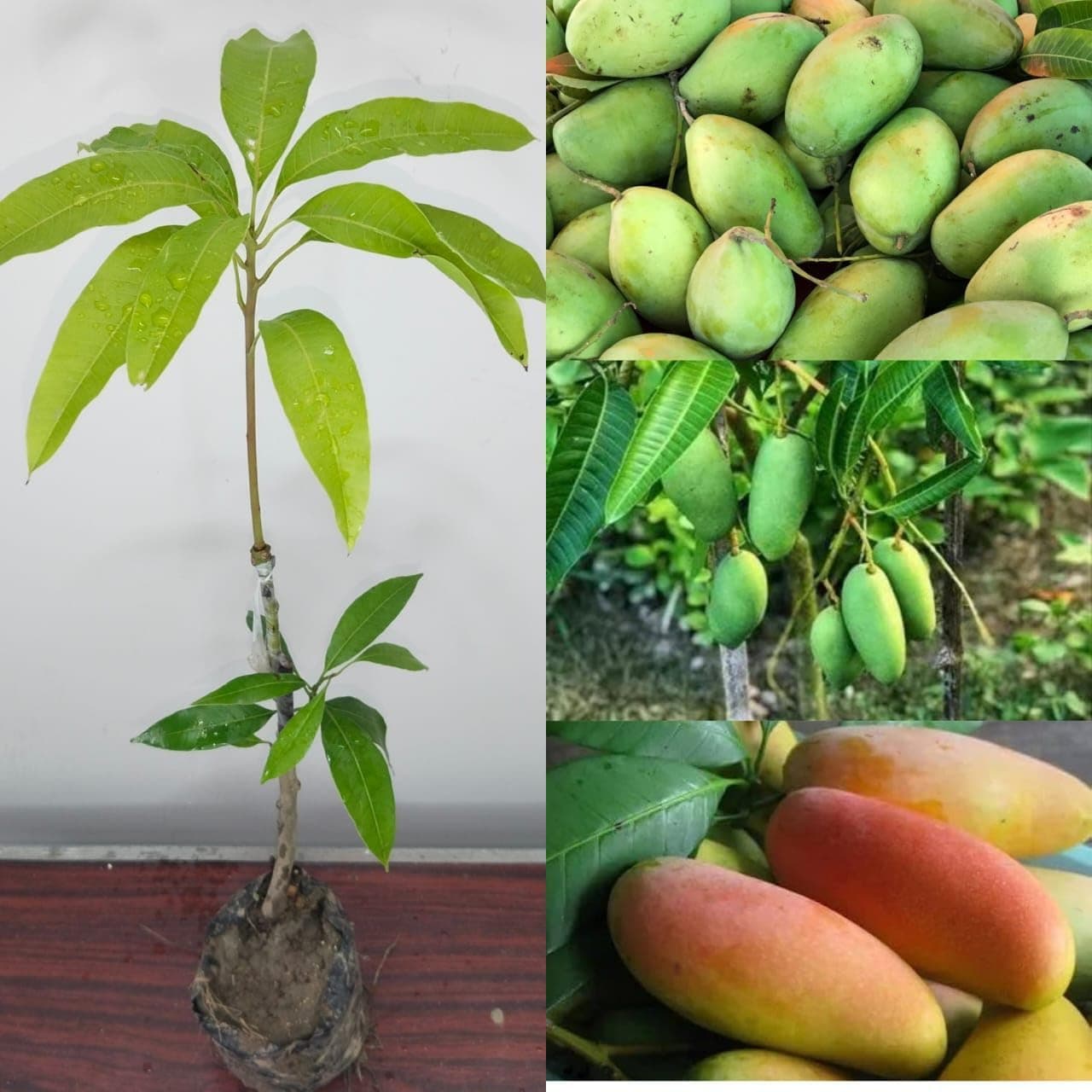 Kesar Mango Grafted Hybrid Live Plant - Healthy Outdoor Plant CF_208