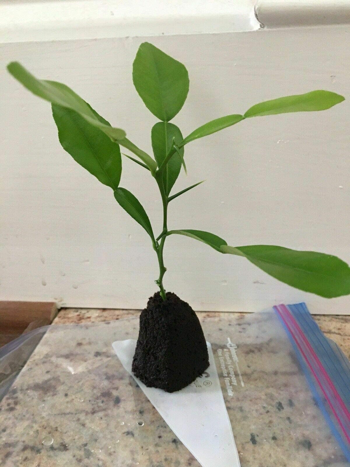 Citrus Hystrix Kaffir Lime Tree Makrut Lime Spice Fruit Live Plant Get 1 Fresh Cutting for Rooting #PRG1