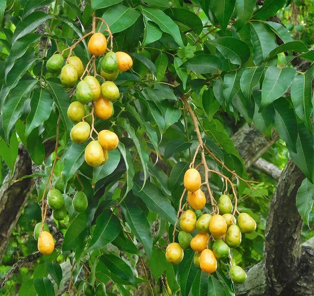 Creative Farmer Garden Rare Spondias Mangifera Indian Hog Plum/Ambazham Medicinal Fruit Live Plant Extreme Tasty Ampazham (Healthy Plant), Green Plant