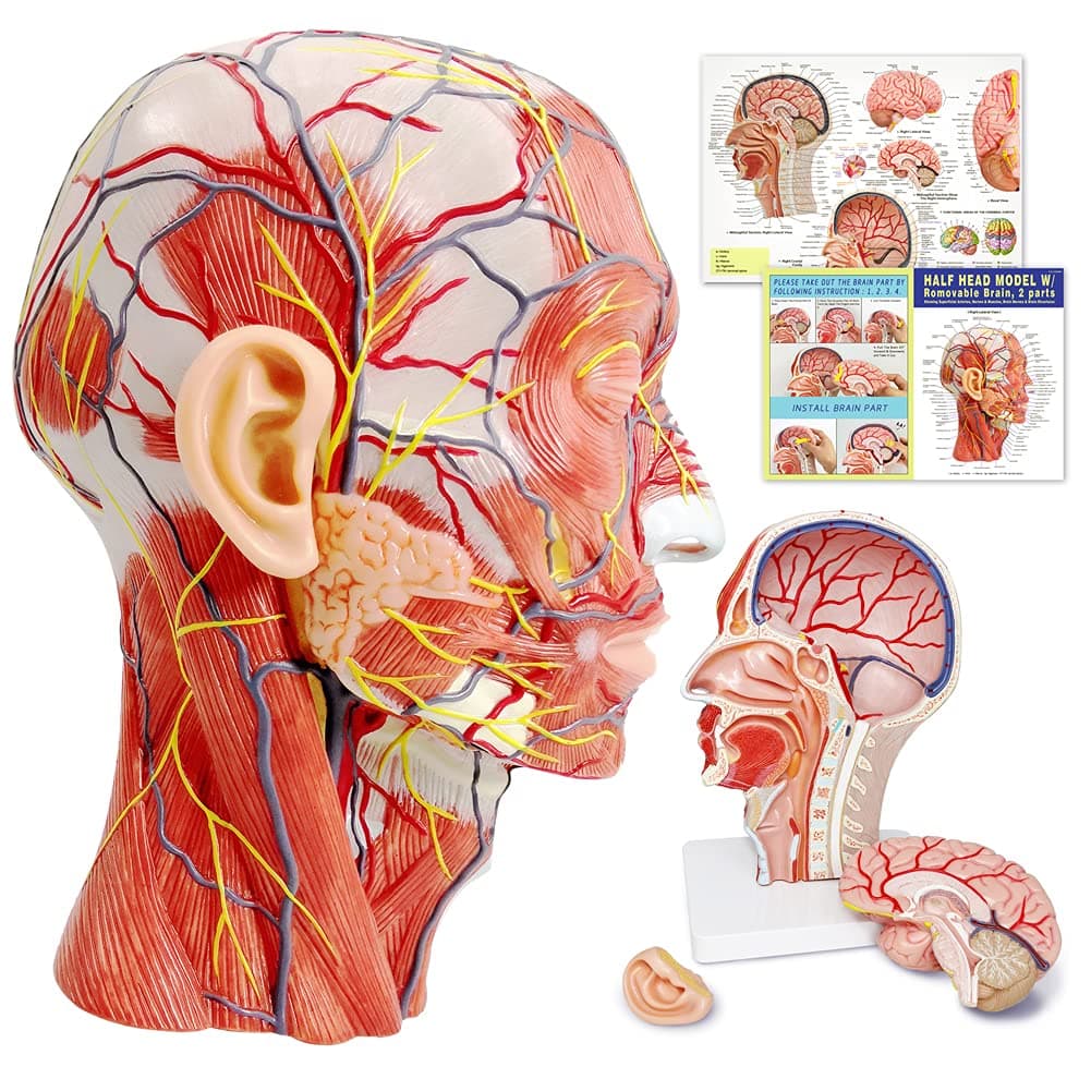 EVOTECH Human Half Head Superficial Neurovascular Model, Muscle, Life Length Anatomical Head Model Skull and Brain, Learning for Medical Teaching Learning, Science Learning Education Display Tool