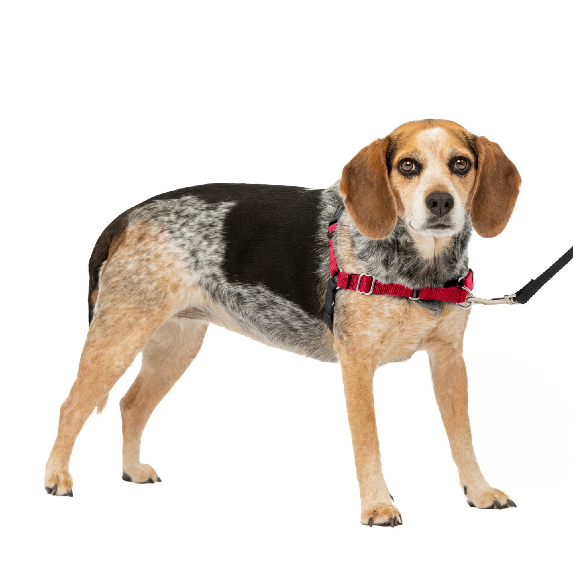 PetSafe Easy Walk Harness for Dogs, Anti-Pull, Training Harness [Sizes S/M, Red & Black]