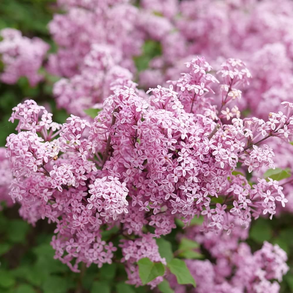 1 Gallon Bloomerang® Purpink™ Reblooming Lilac (Syringa) Live Plant, Purple and Pink Flowers