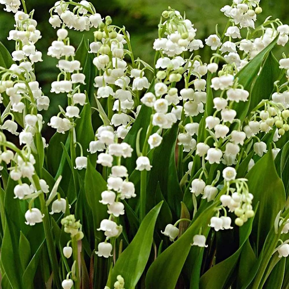 2 x Lily of The Vallery - Sweet Scented - Pendent, Bell Shaped White Flowers – Most Fragrant Blooming – for Your Beautiful Summer Garden