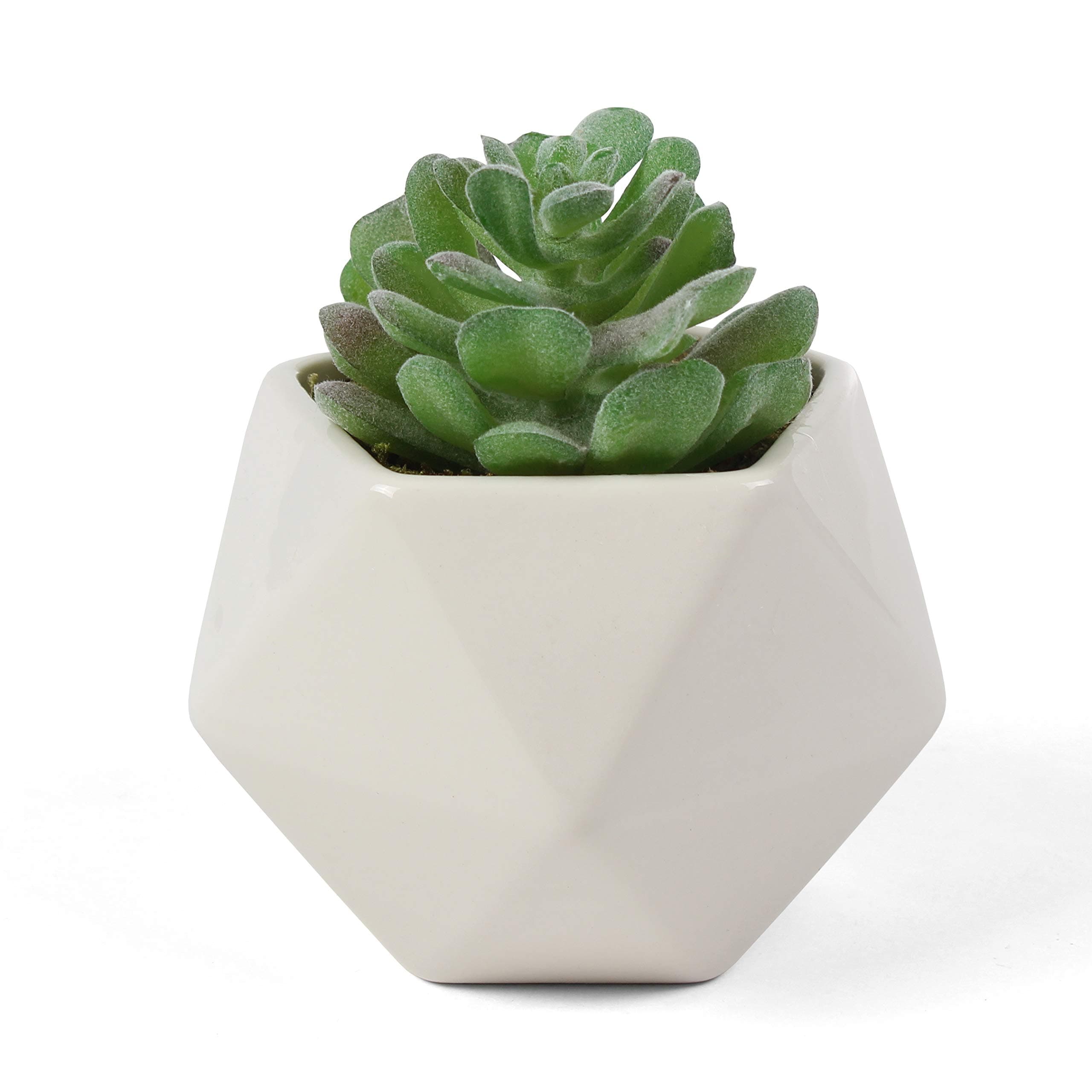 Bornbridge Artificial Succulent - Faux Pachyphytum in Ceramic Geometric Planter - Single Potted Plant