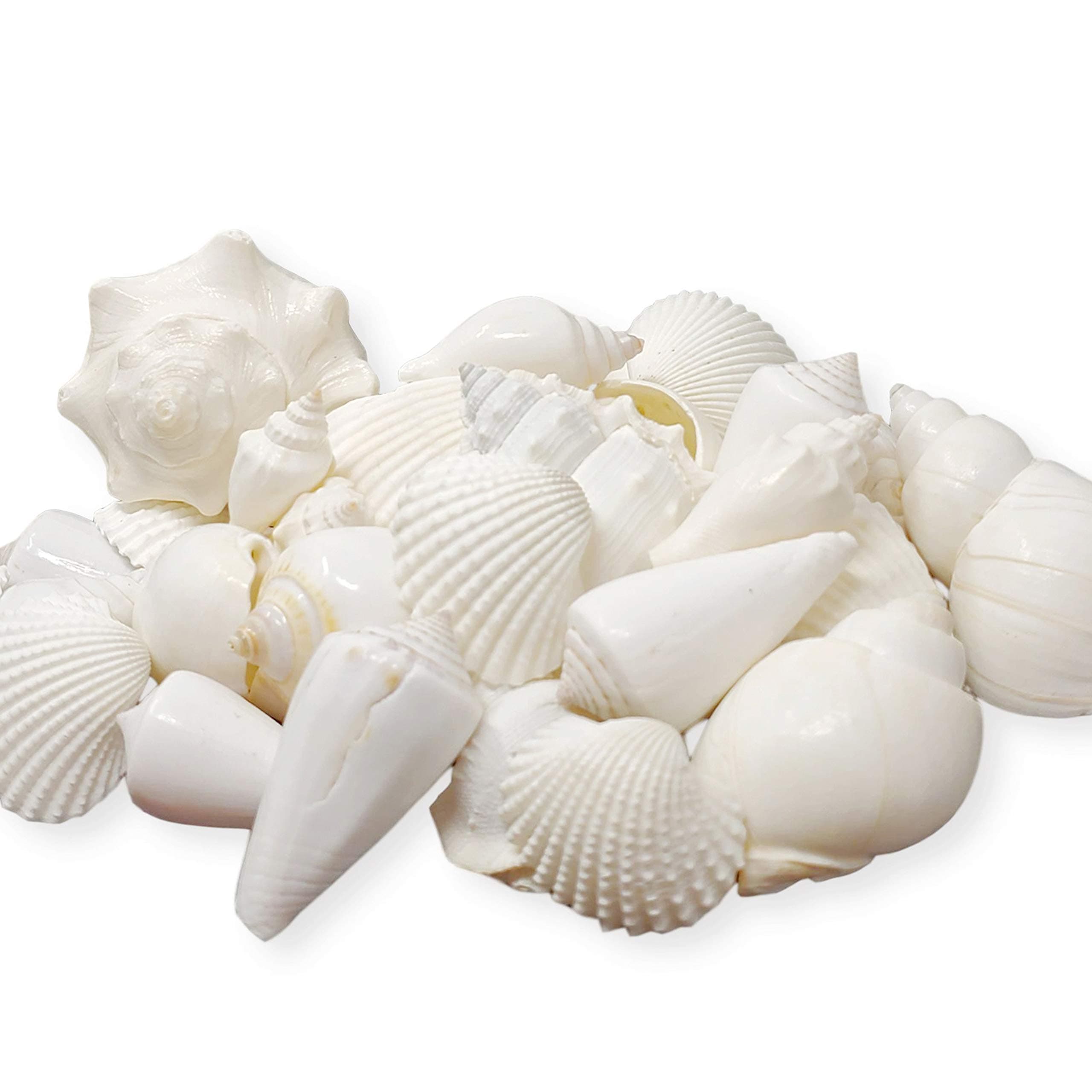 Tumbler Home Mix of White Seashells - Set Includes 1 Pound White Shells up to 3 inches - Home Decor, Vase Filler, Wedding Centerpiece, Christmas, Craft, Candle Making-Sea Shell Mix
