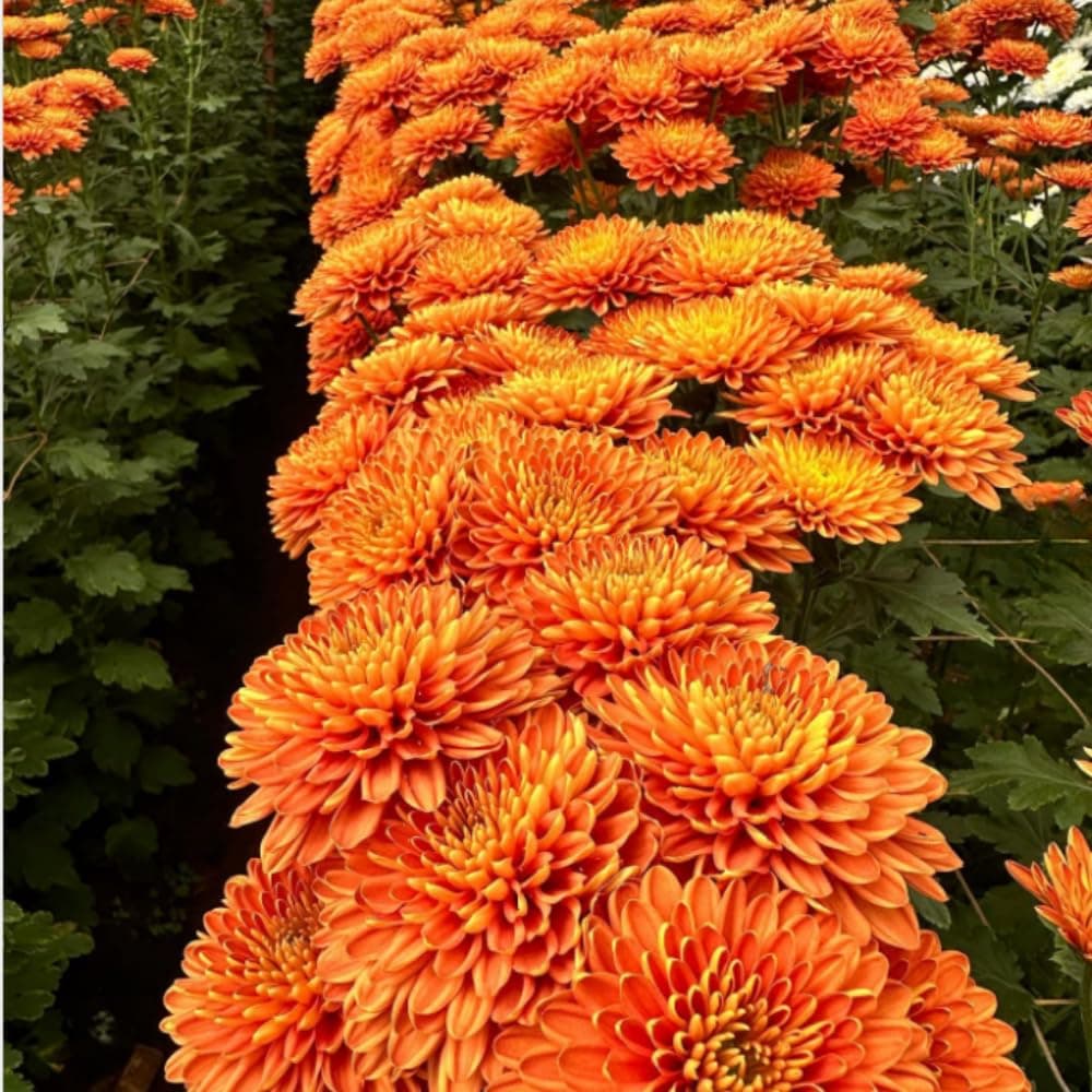 2 Orange Chrysanthemum Plants Live, Mums Plants Live, 5 Inc to 8 Inc Long, Mum Live Plant for Gardening Growing