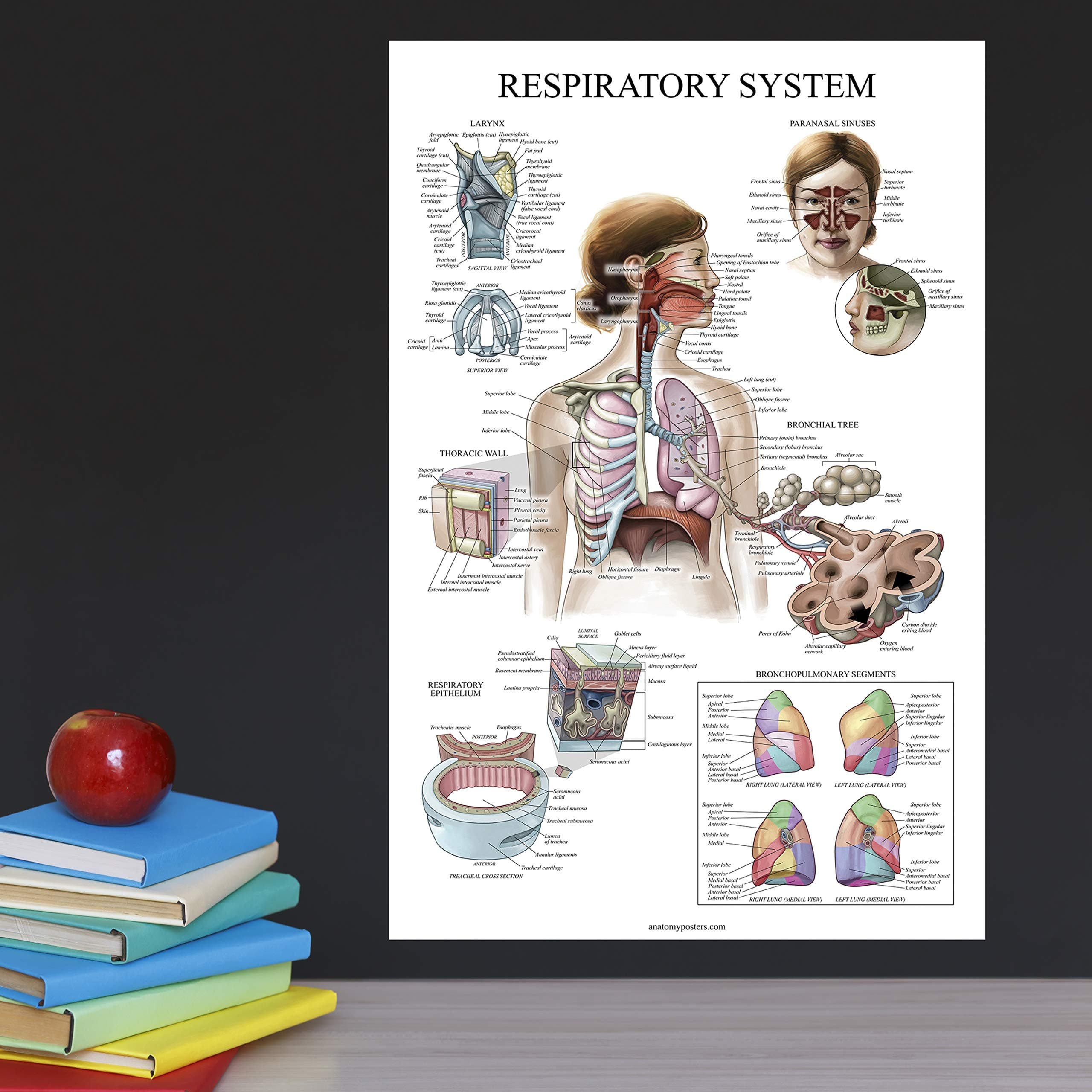 10 Pack - Anatomical Poster Set - Laminated - Muscular, Skeletal, Digestive, Respiratory, Circulatory, Endocrine, Lymphatic, Male & Female Reproductive, Nervous System, Anatomy Chart Set - 18" x 27"
