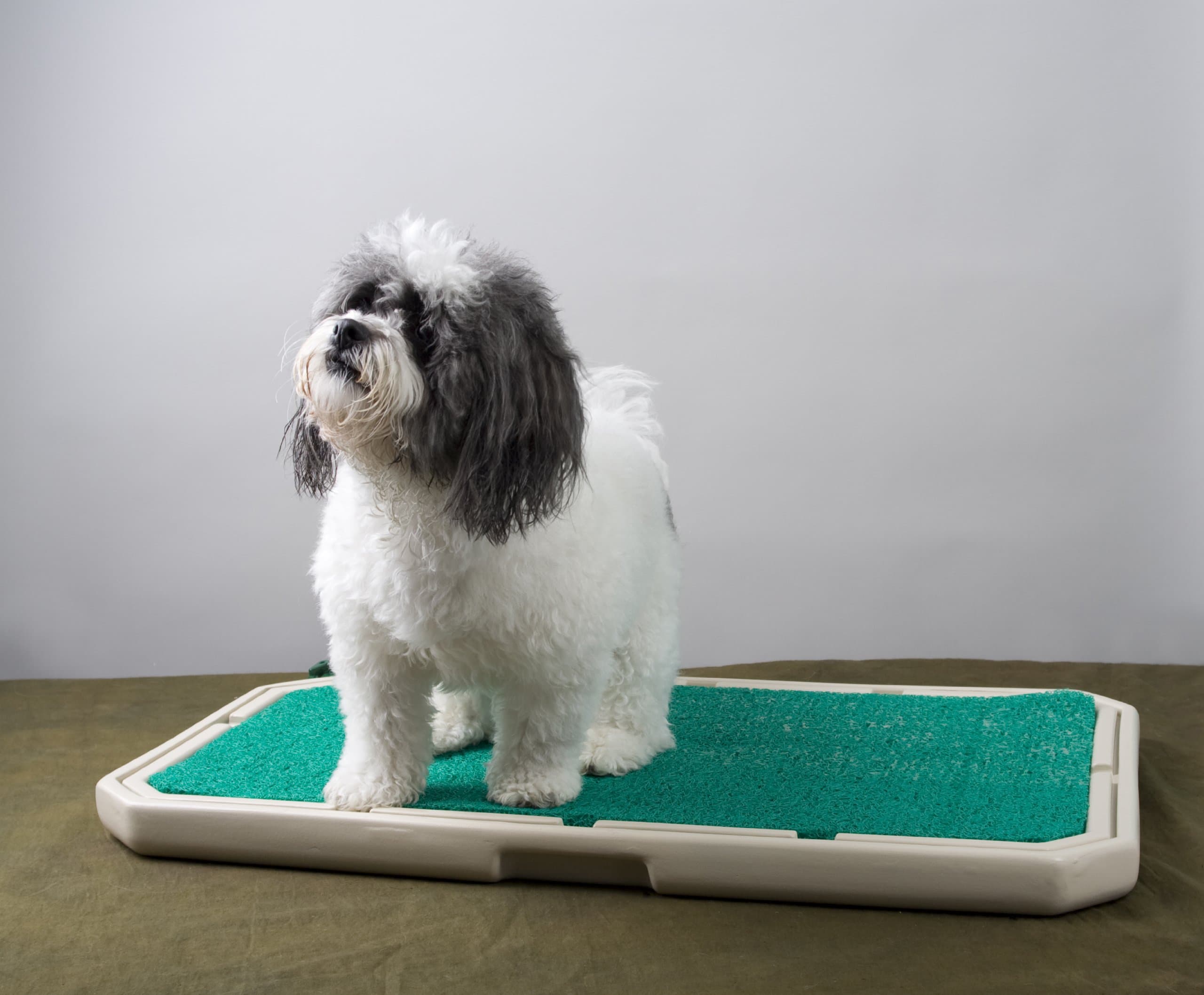 PetSafe Piddle Place Base Unit Porous Turf Indoor Dog Toilet without Cover