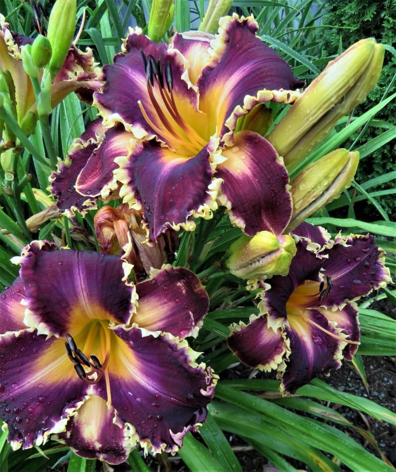Daylily (Plantation Planting Professional Planting USA, 5 bulbs