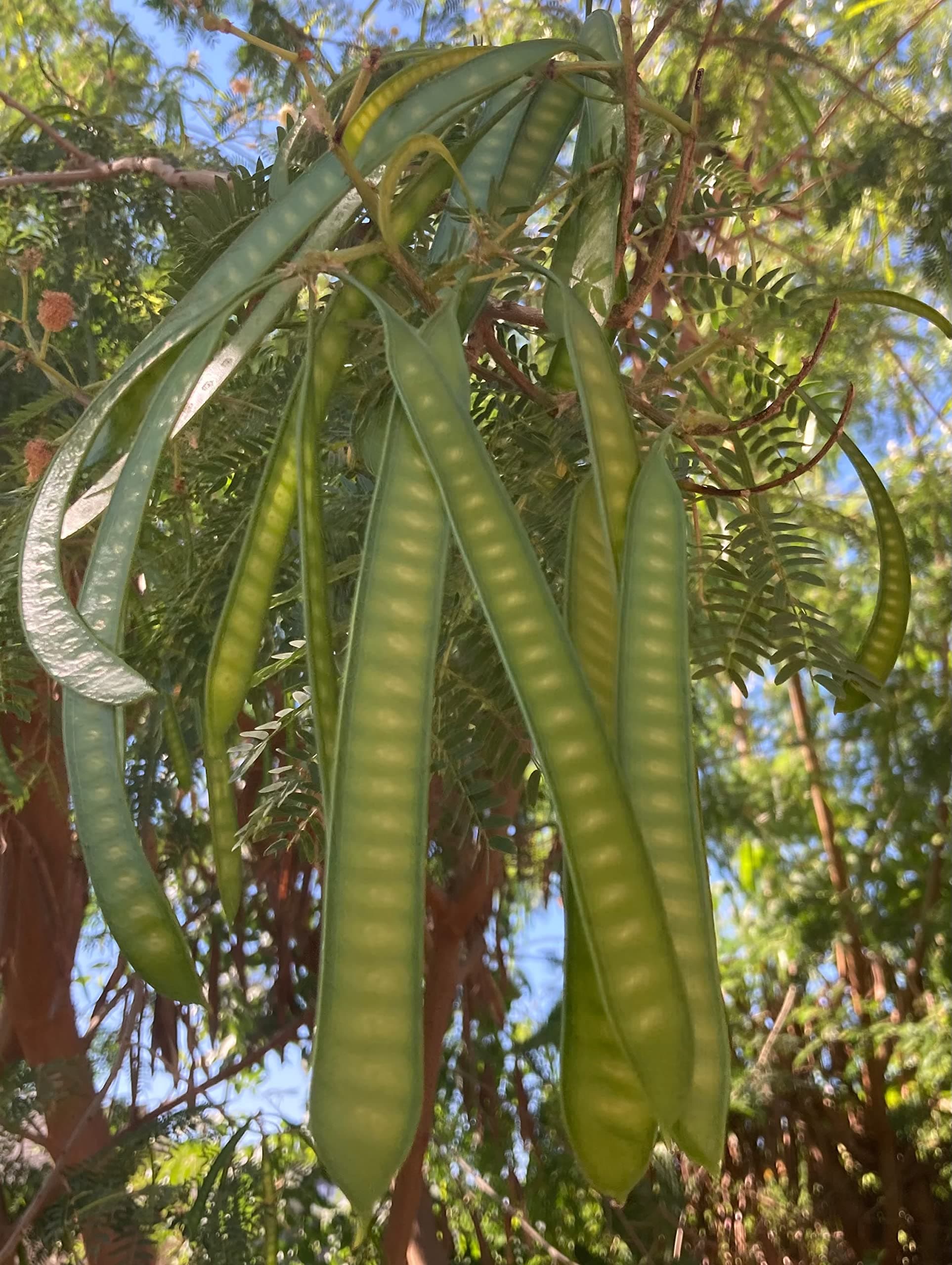 Guaje Huaje River Tamarind Miracle Tree Leucaena Leucocephala 1-2 Feet Live Plant, greenFul