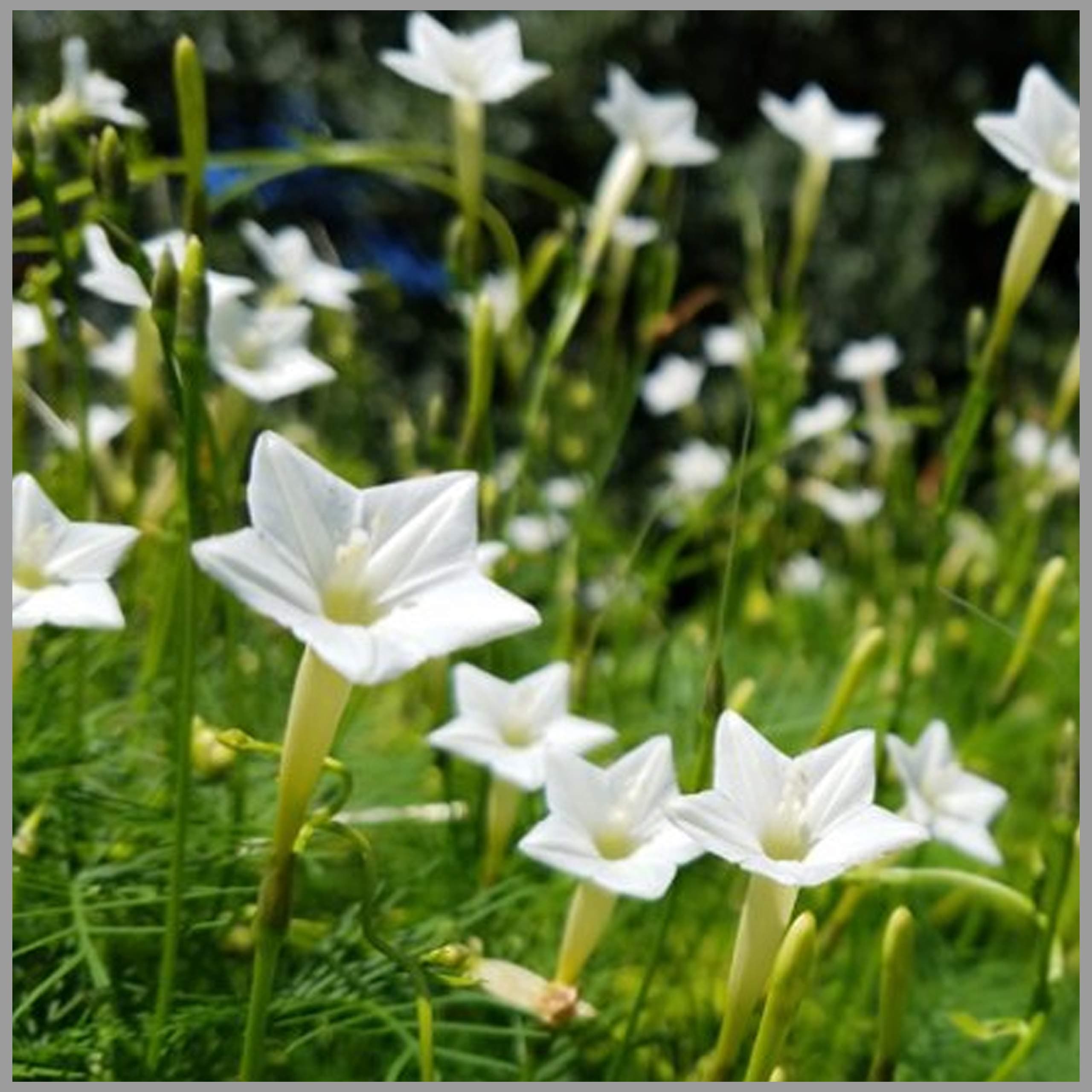 GardenHunt Cypress Vine White Ipomoea quamoclit/Humming Bird Vine Flower Seeds (Pack of 15 Seeds) - Garden Hunt