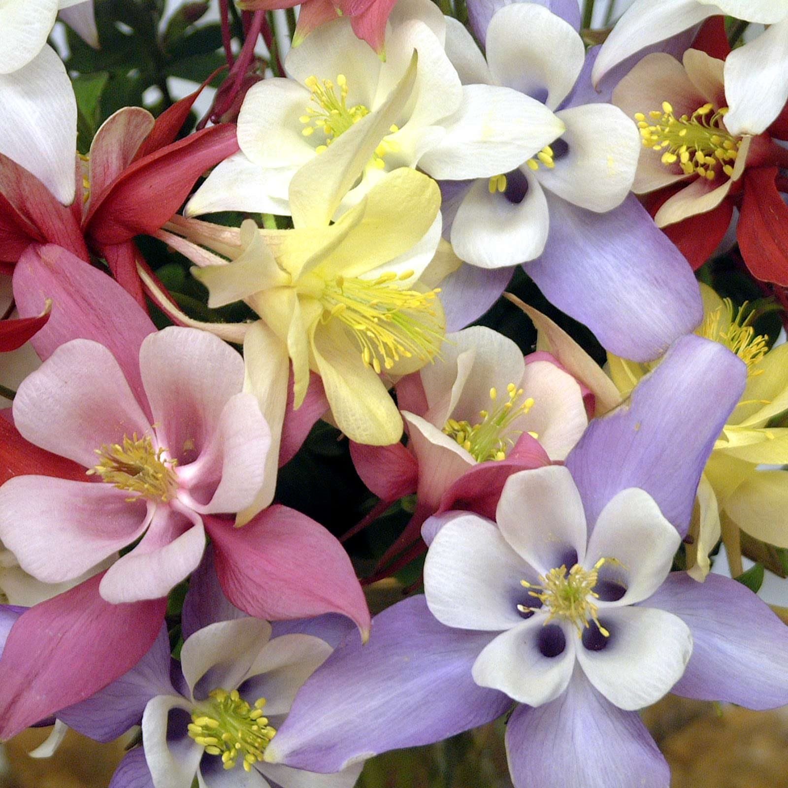 Origami Mix Columbine Seeds - 100 Seeds - Flower Garden Seeds - Aquilegia caerulia