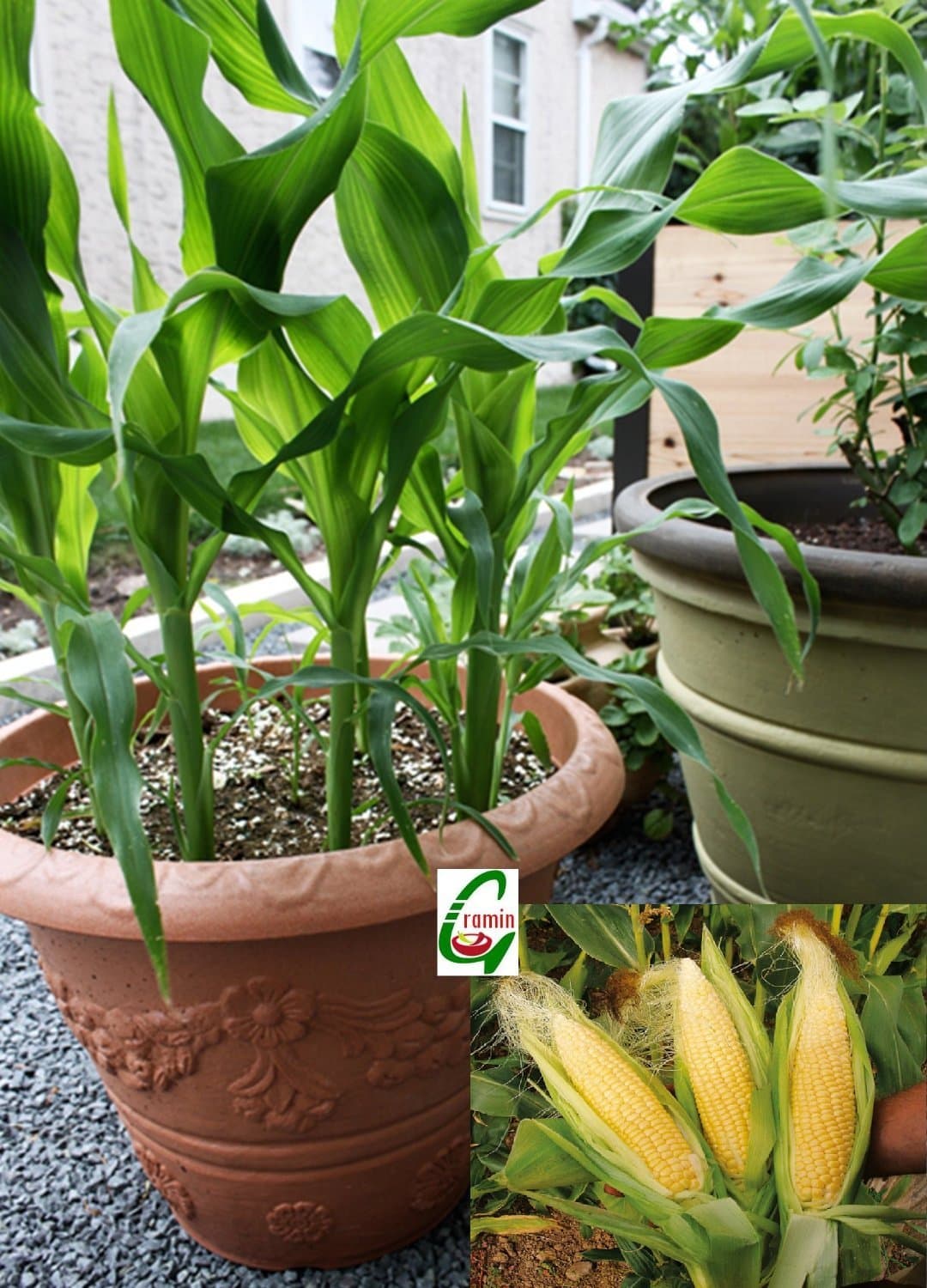 Seed Stores: Hybrid Sweet Corn 4212 Maize 20 Seeds For Kitchen Terrace Balcony Poly House Gardening Suitable For Pot Culture