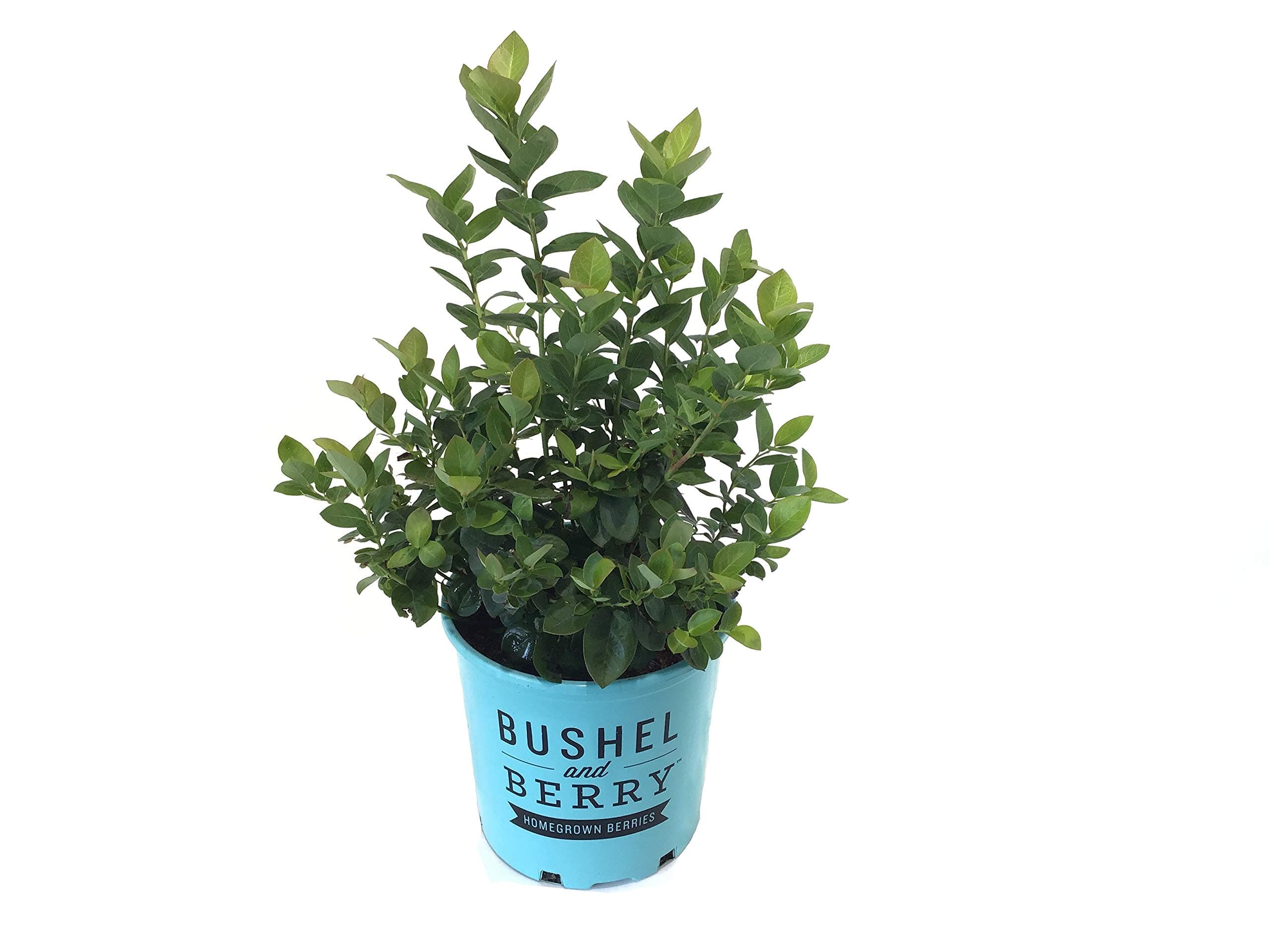 Premier Plant Solutions19827 Blueberry Blueberrry (Vaccinium) Peach Sorbet, 19cm