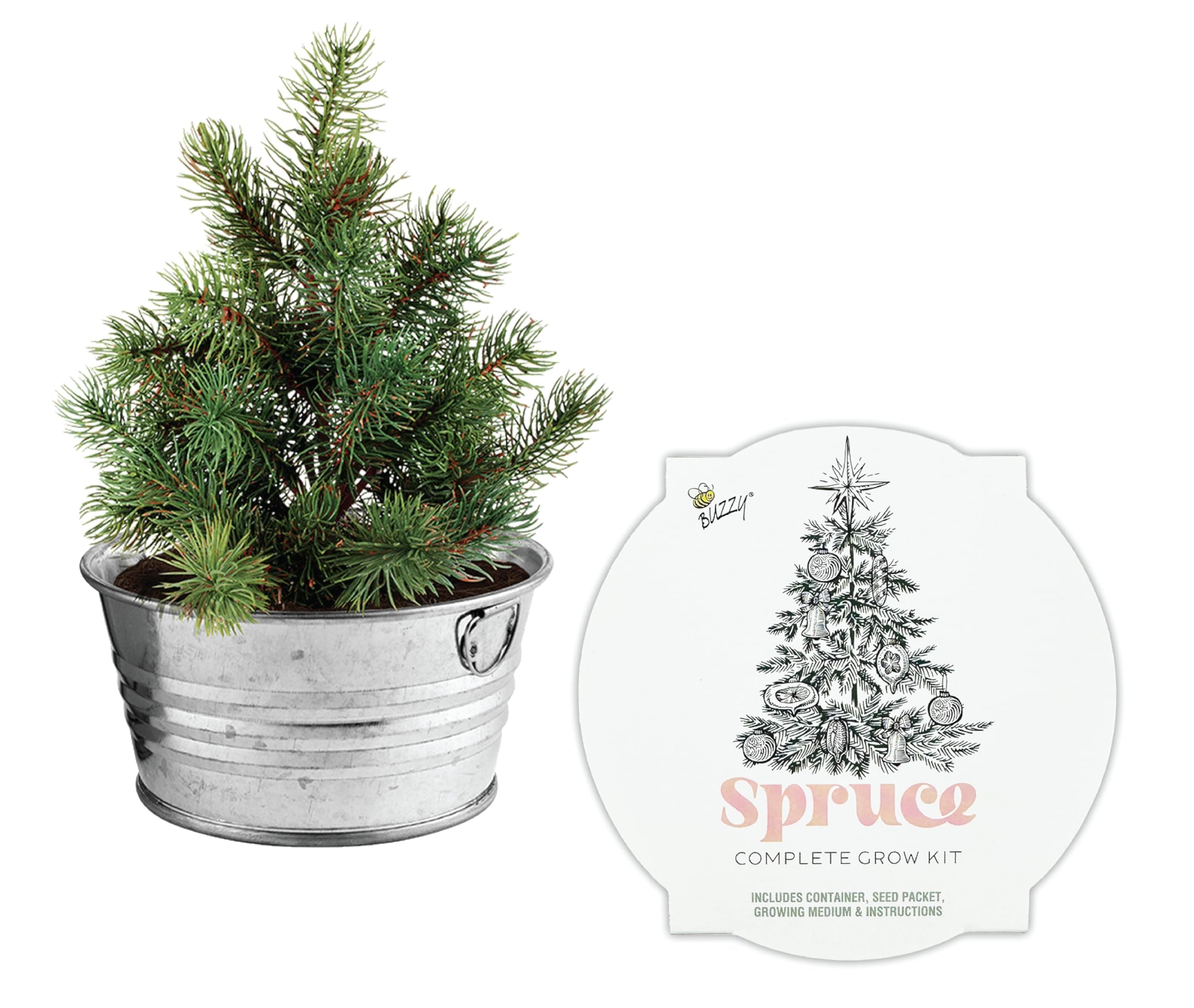 Buzzy Seeds Spruce Christmas Tree to Be Grow Kit, Complete with a Mini Galvanized Basin Planter, Non-GMO Seeds and Growing Medium, Fun DIY Holiday Gardening Gift, Stocking Stuffer, Party Favor
