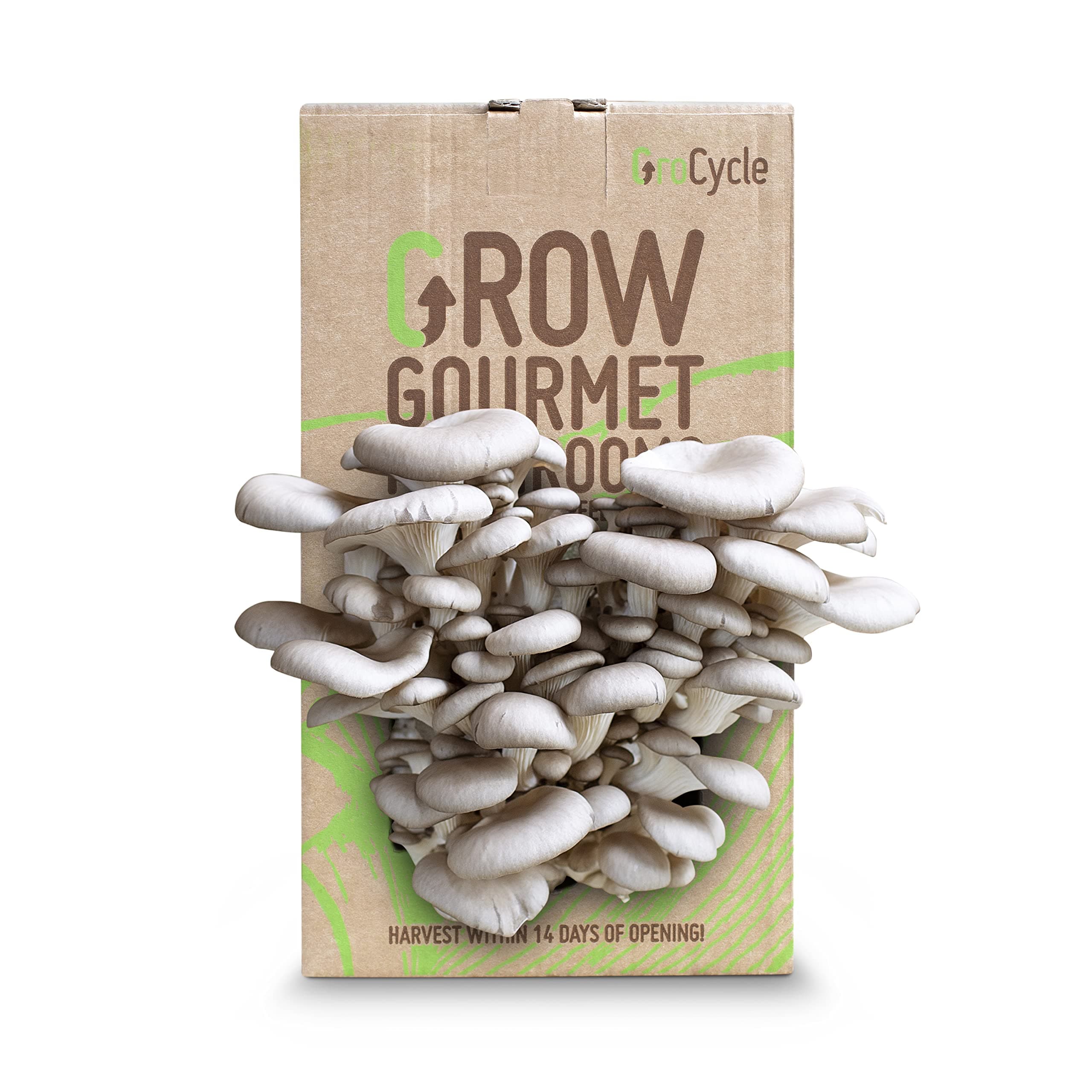 Oyster Mushroom Growing Kit | Mushroom Grow Kit | Gardening Gifts for Men, Women & Kids | Grow Your Own Kits | Fun to Grow & Delicious to Eat | Ready to Cook in 14 Days | Mushroom Gifts