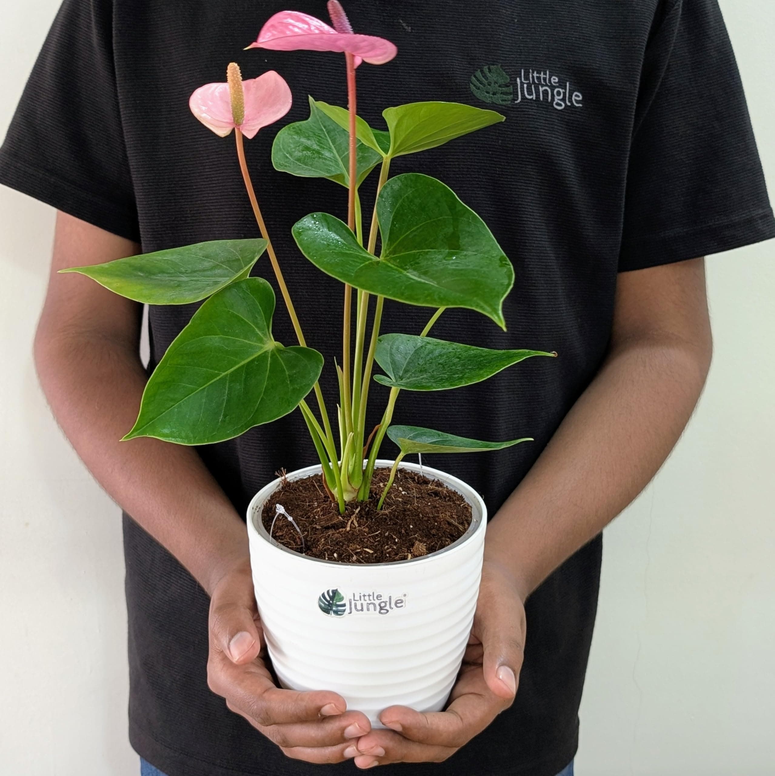 LittleJungle Anthurium Purple - Live Plant with 5.5 Inches White Decor Pot | Indoor Plants For Home | Office Desk | Live Plants Indoor | Air Purifying Plant | Live Plant With Pot For Home Decor |