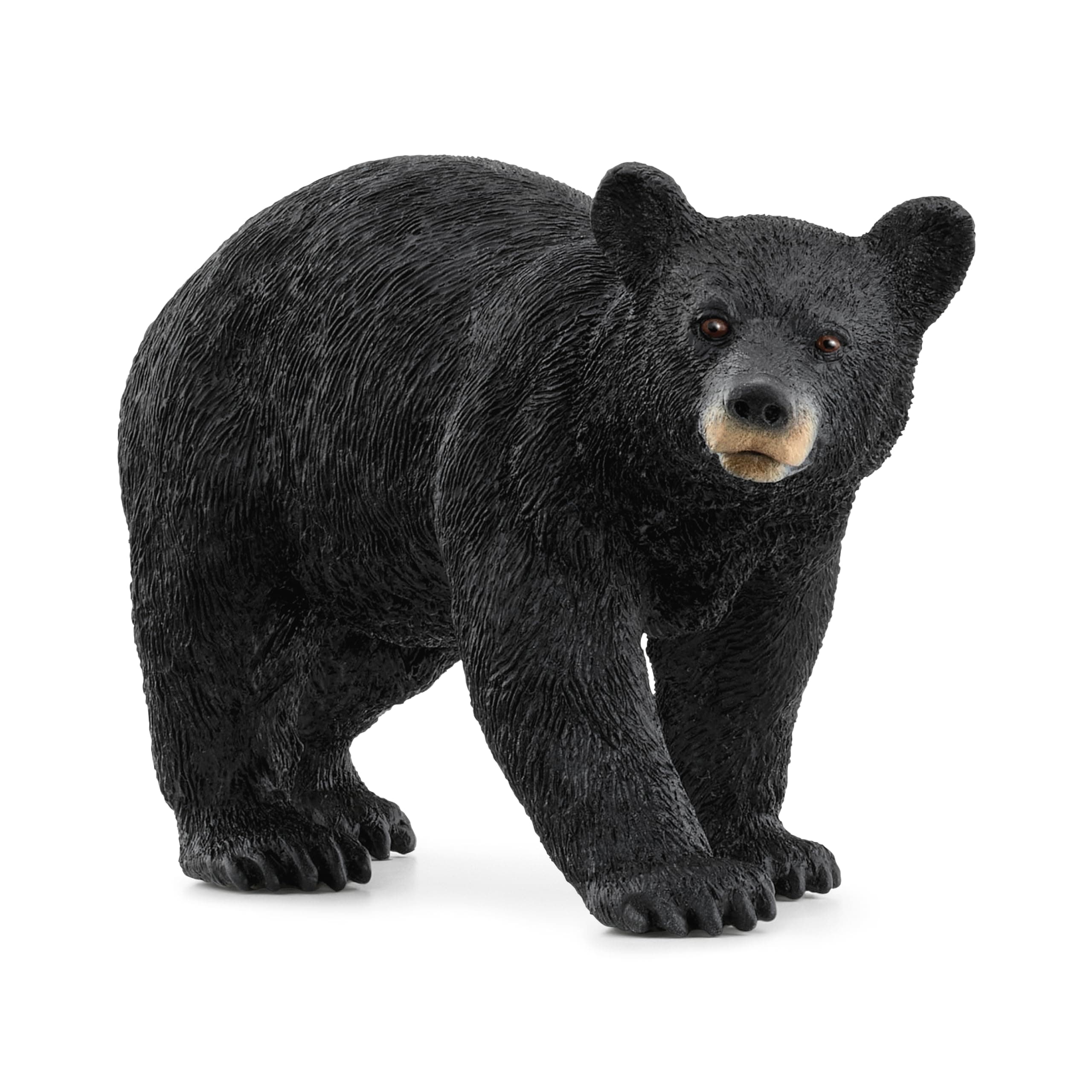 14869 American Black Bear, from 3 years WILD LIFE - Figurine, 4 x 12 x 6 cm