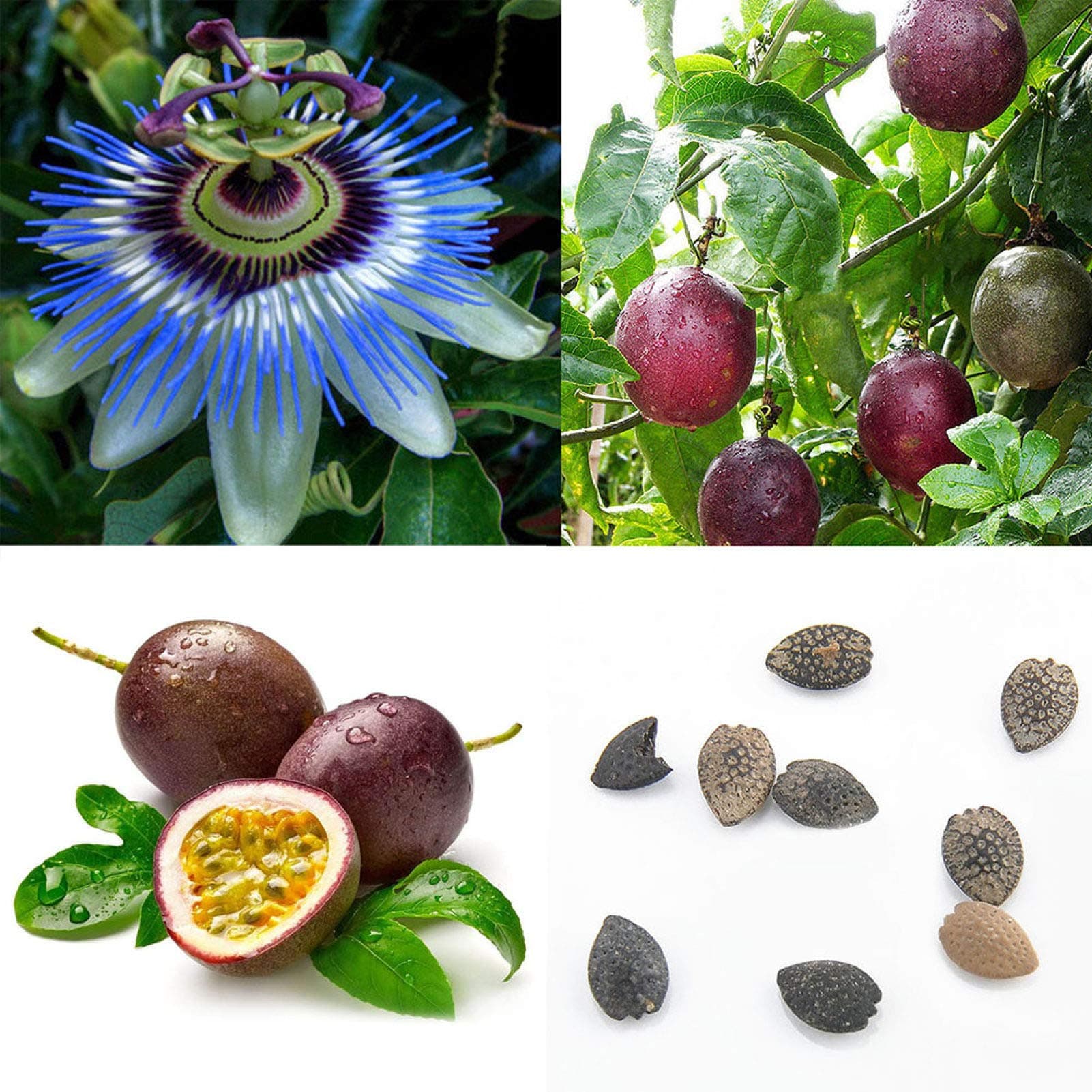 40Pcs Tropical Exotic Vine Passion Purple Passiflora Edulis Fruit Plant Seeds - Flower Seeds Vegetable Seeds Fruit Seeds Garden Plant Seeds