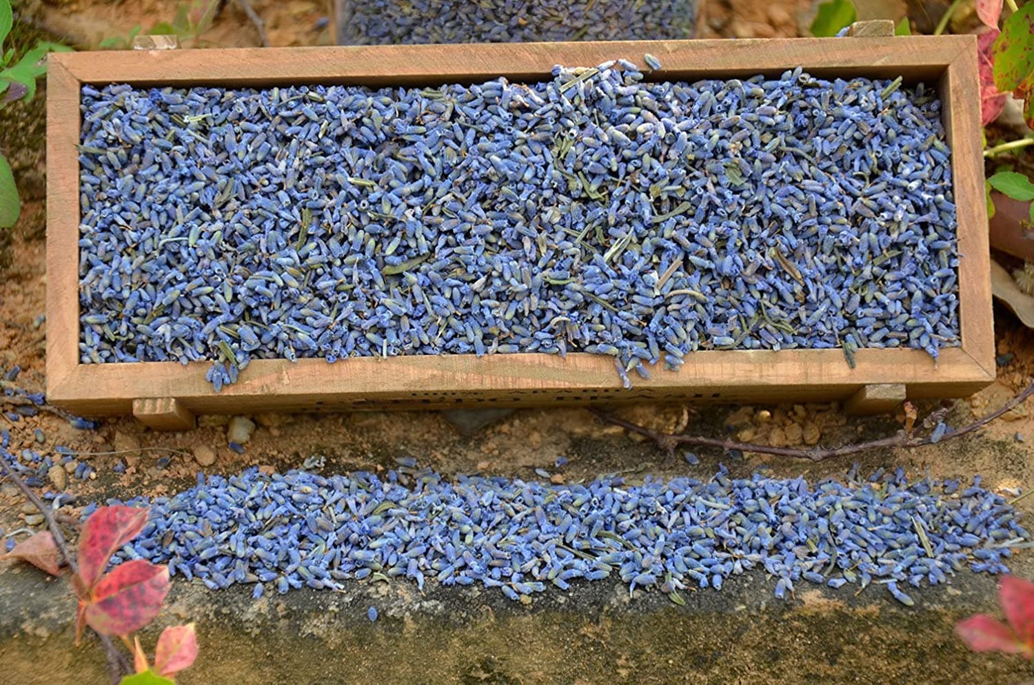 Lavande Sur Terre 1 Lbs French Dried Lavender Buds - Lavandula Dentata, 16 oz Value Pack - Highland Lavender Flower Buds for Culinary, DIY Projects, and Aromatherapy, LV-U-3