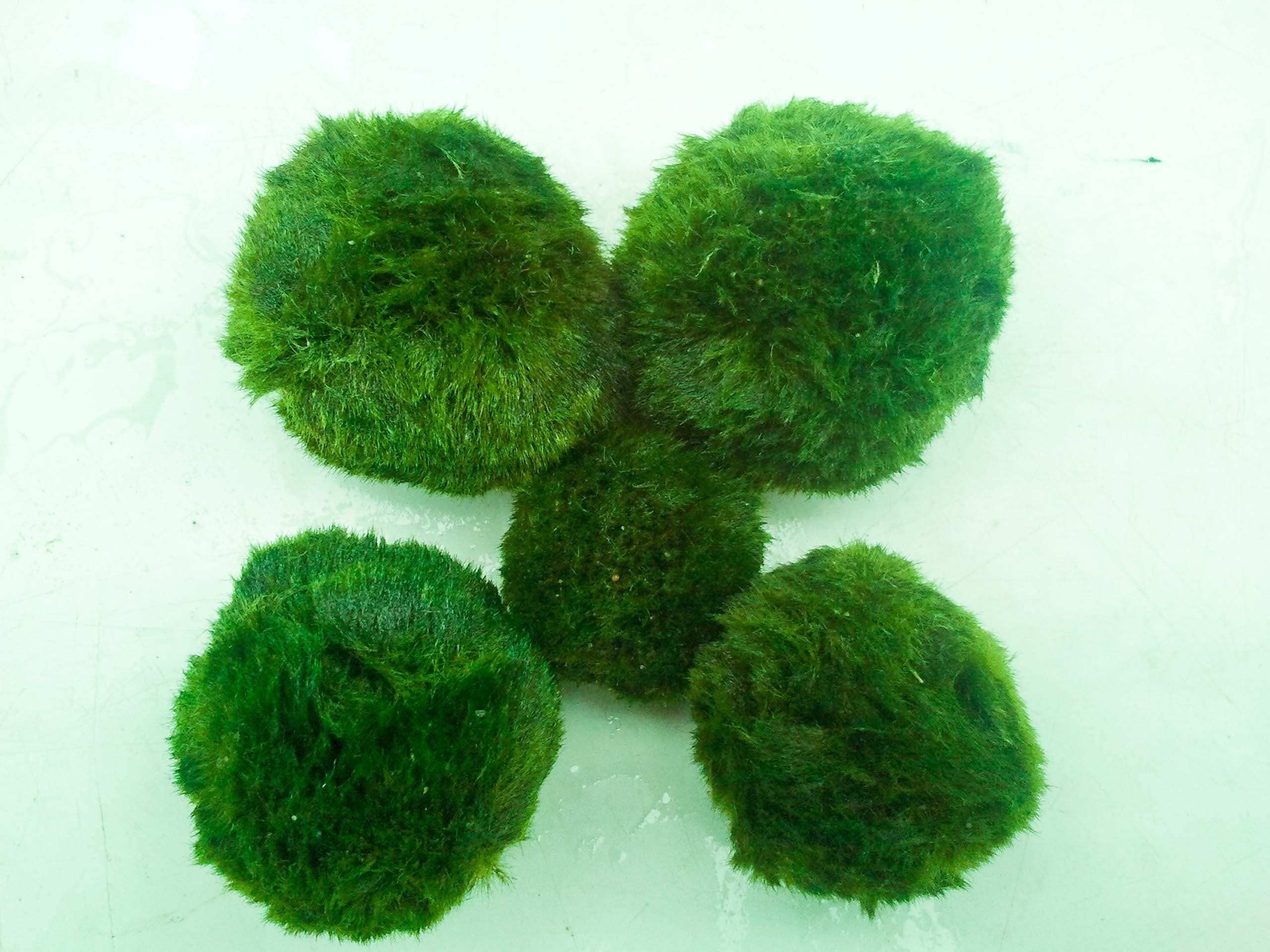 Marimo Moss Ball Giant Aquarium Plant Chladophora Sp 5-7 cm