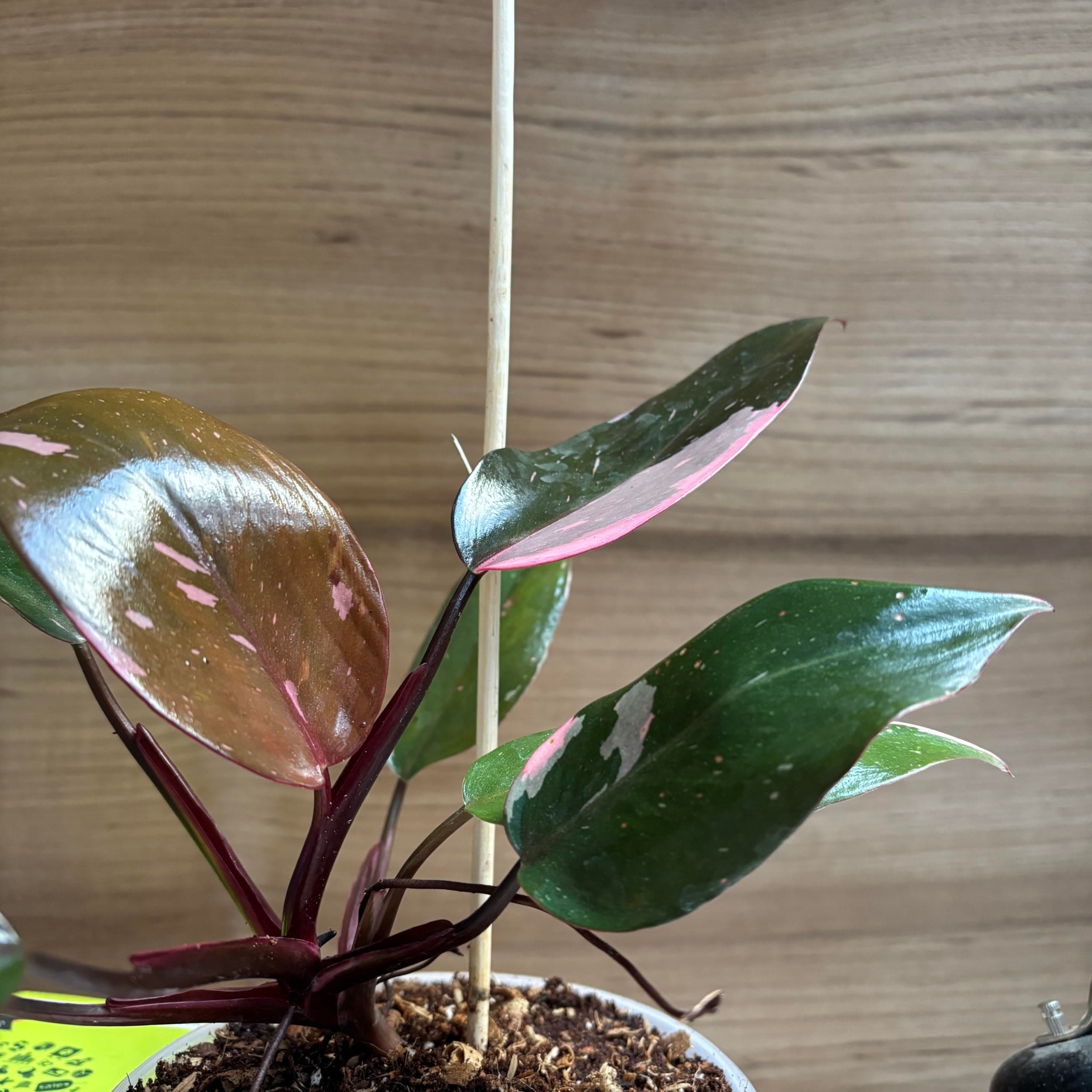 LITTLE JUNGLE Philodendron Pink Princess - Healthy Live Plant with White Pot, Air Purifying Plant, Indoor Plants for Living Room, Gifting, Bedroom, Kitchen, Garden, Balcony, Home Décor & Office Desk