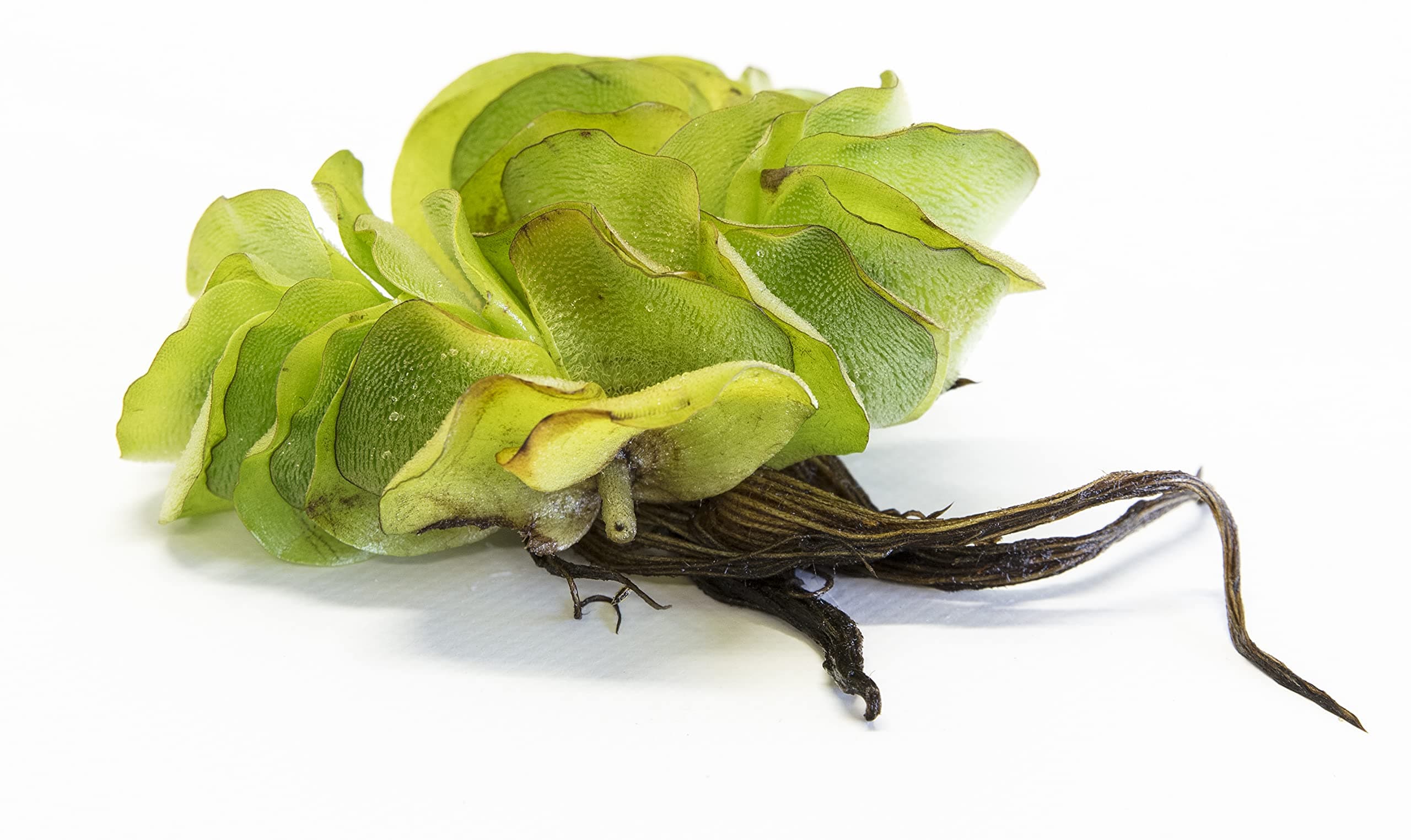 – Salvinia Natans Water Butterfly Wings Live Floating Plants