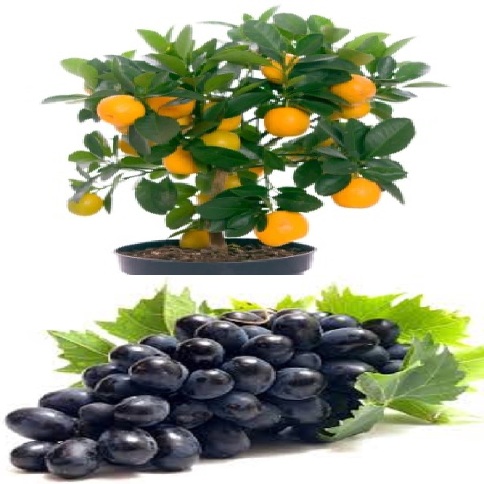 VasuWorld Orange Tree Fruit Seeds and Grapes Plant Seeds