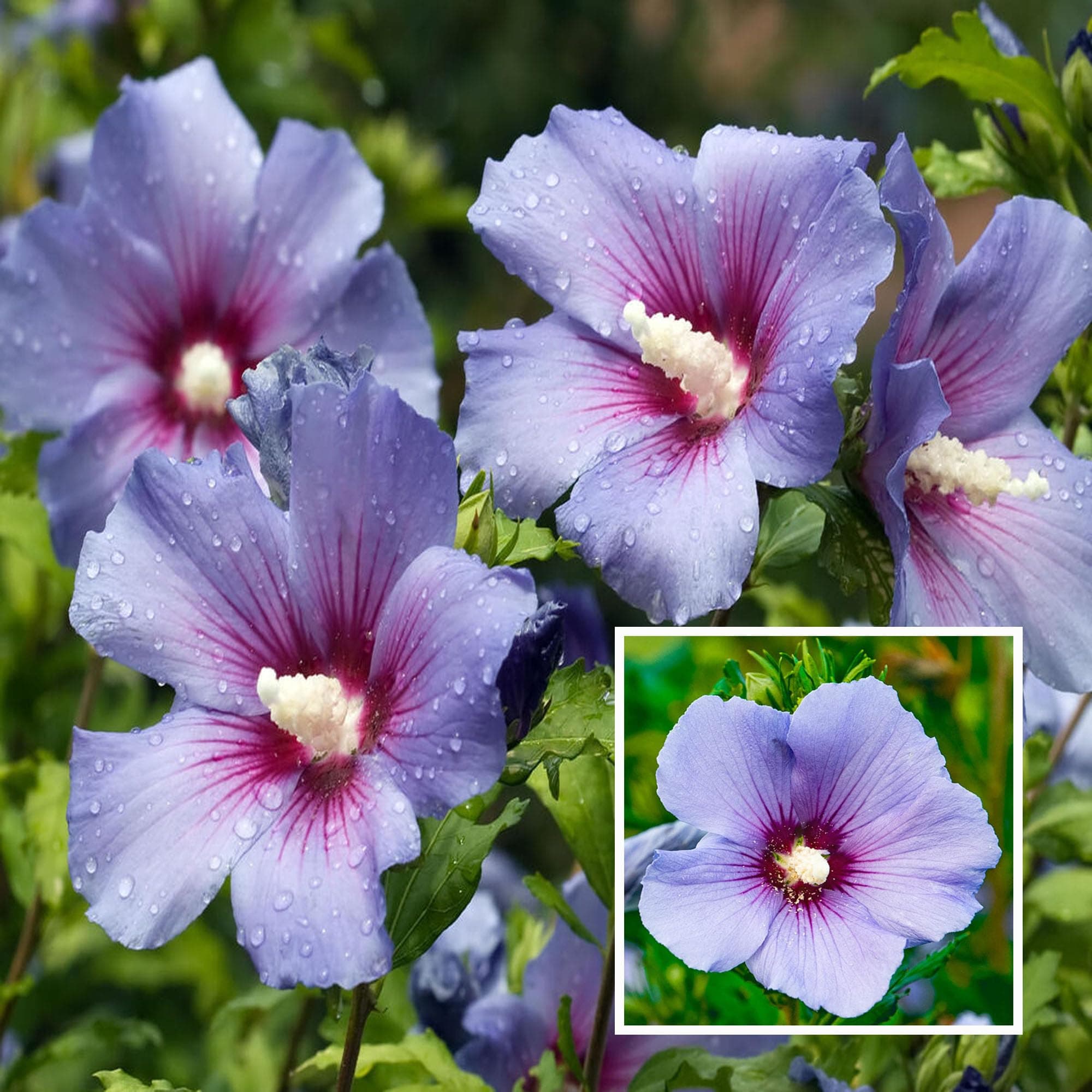 Purple Colour Hibiscus Joba Gudhal Flower Live Plant (1-2 Feet Height)