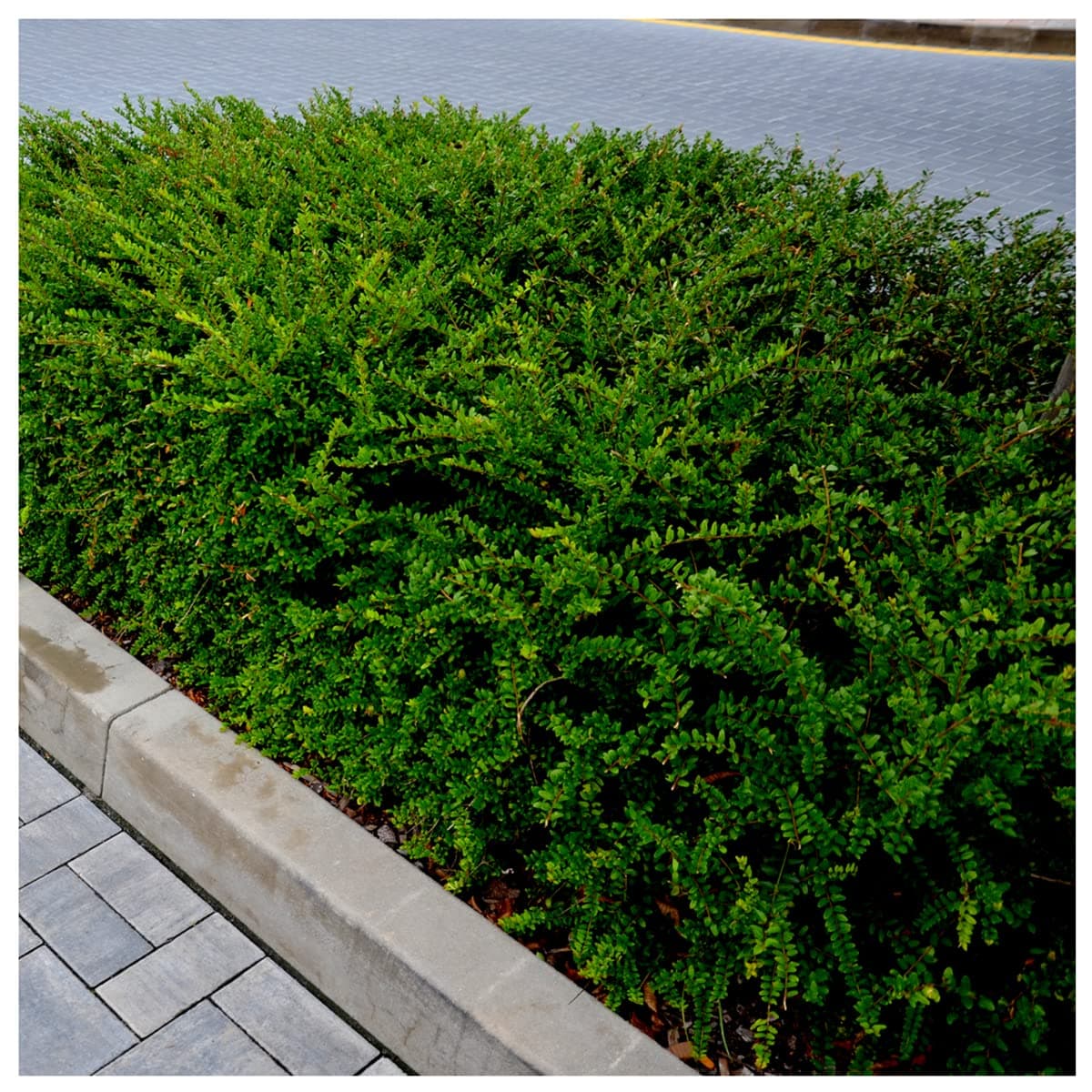 20 Lonicera Nitida in 9cm Pots Hedging Box Honeysuckle Evergreen Plants 3fatpigs®