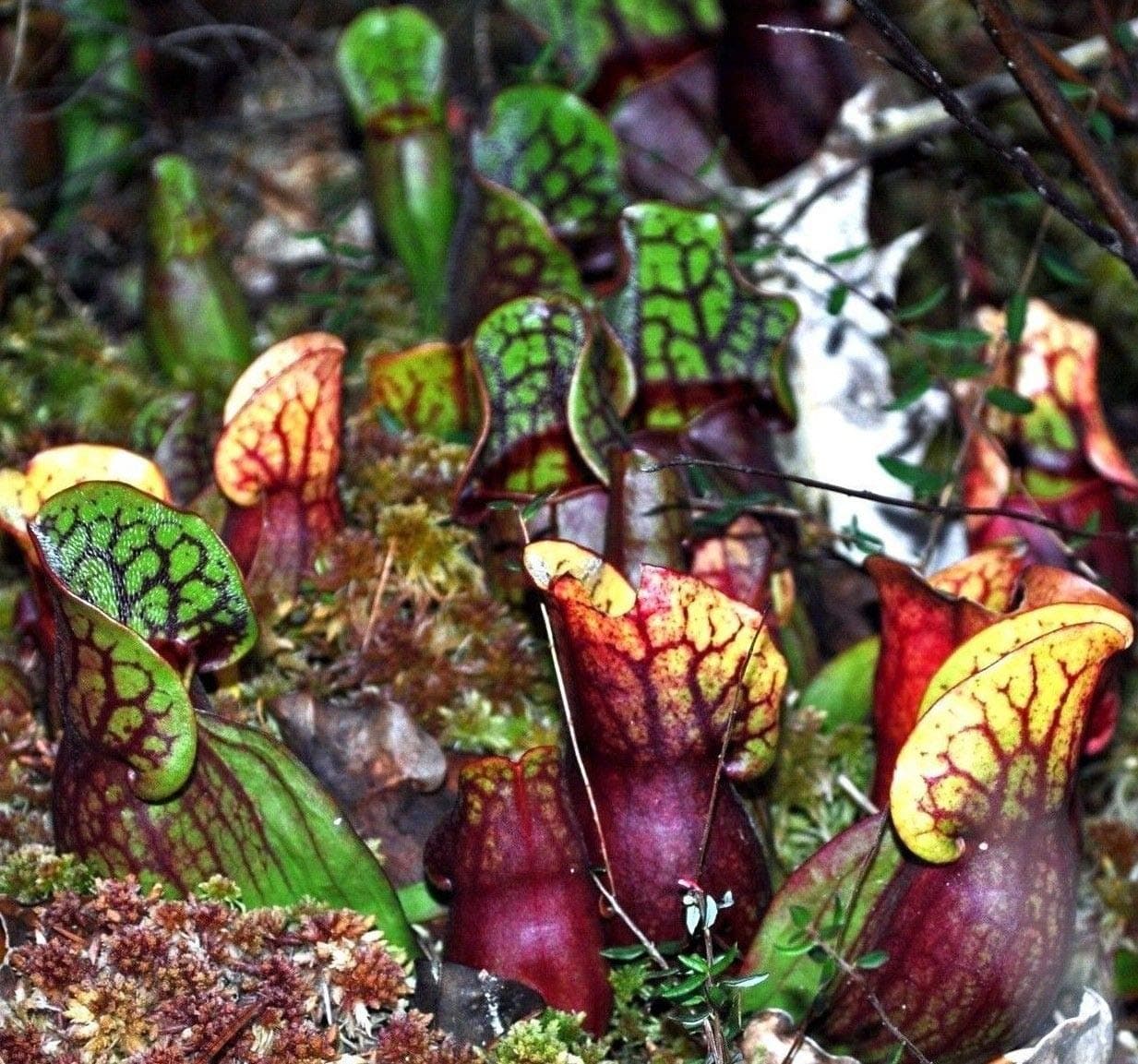 40 Seeds: Purple Pitcher Plant Sarracenia purpurea, Hardy Zones 3-8! Native Bulk Seeds