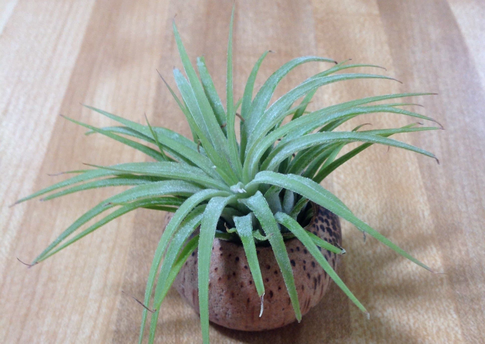 Tillandsia Air Plant in Coconut Wood Shell Base