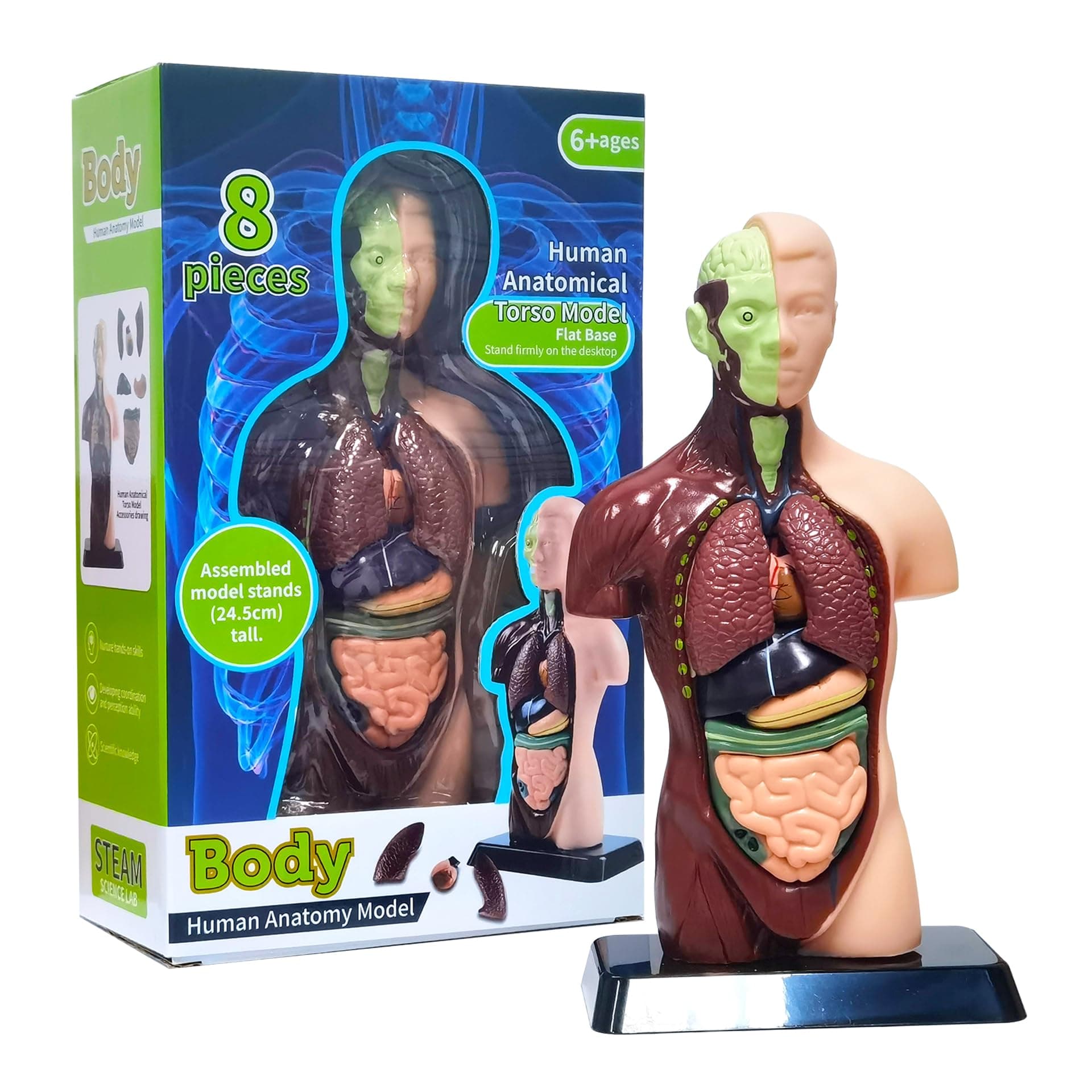 Human Body Model with 7 Removable Organ Models, Educational Organ Anatomical Models for Student and Teacher Classroom Biology Science Learning 9.6 in
