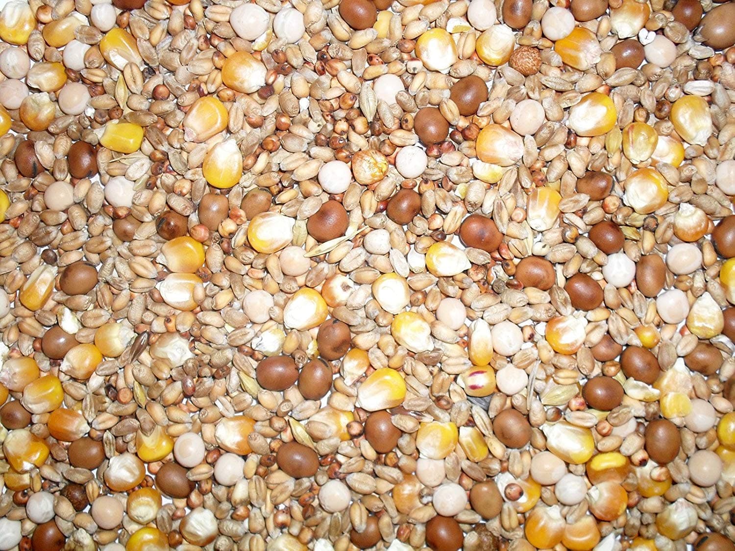 Four Seasons General Economy Pigeon Seed Mix, 20 kg (Pack of 1)