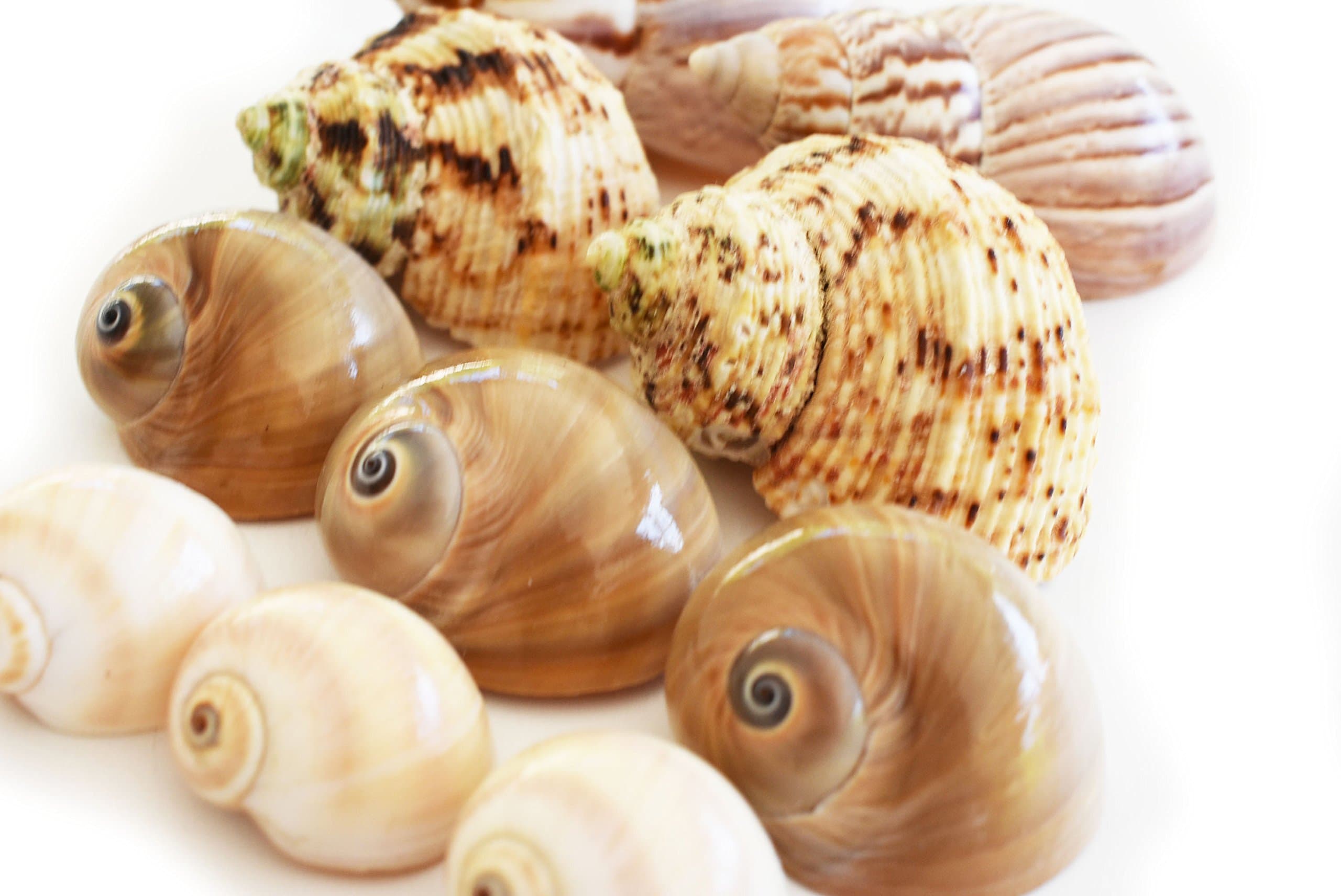 10 Shell Hermit Crab Changing Set - Medium Size (3/4-1 1/4" Opening) - Land Snails, Whales Eyes, Moon Shells, Turbos (Total of 10 Seashells)