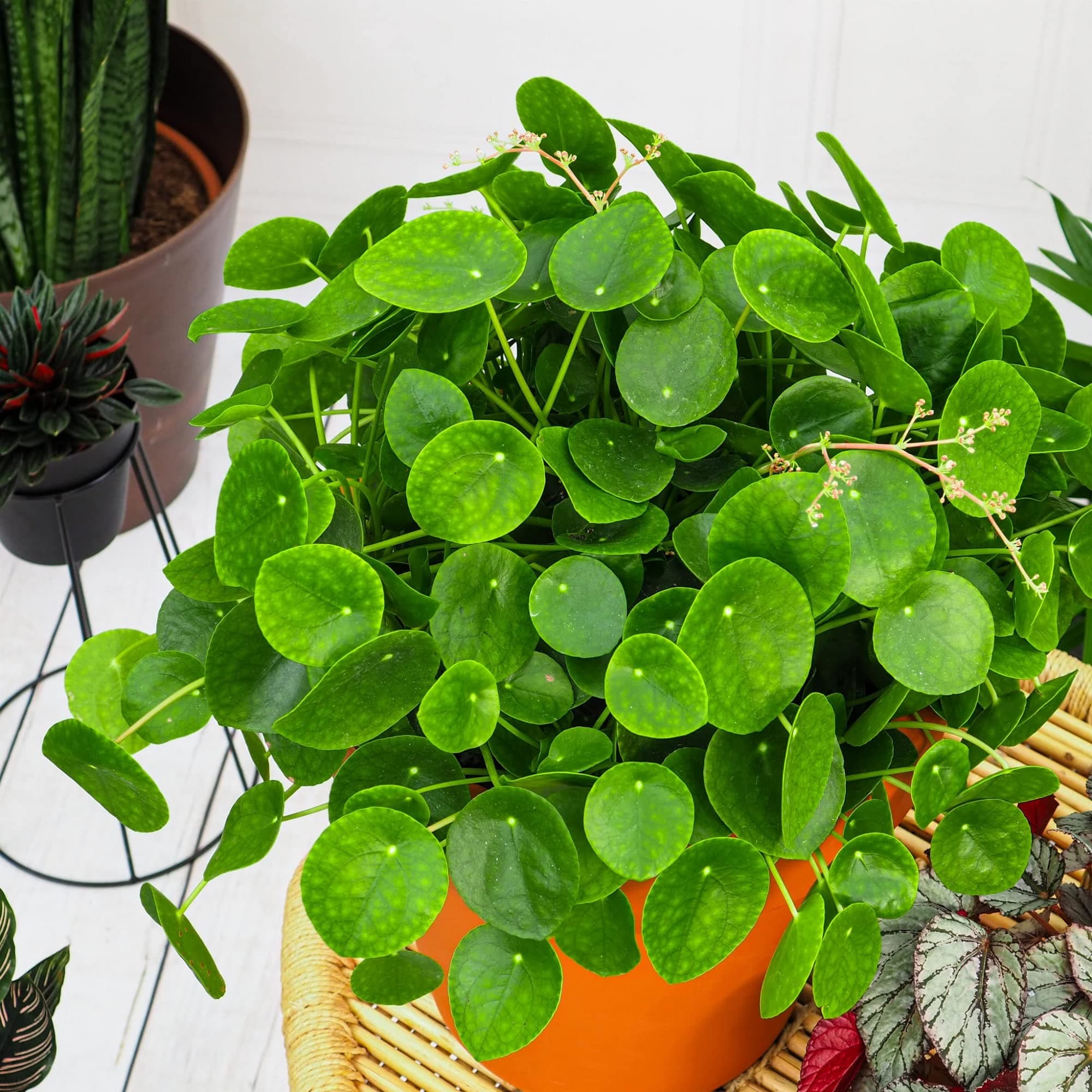 CHUXAY GARDEN Pilea Peperomioides,Pancake Plant,Money Plant Seed 10 Seeds Ornamental Green Herb Plants Extremely Decorative