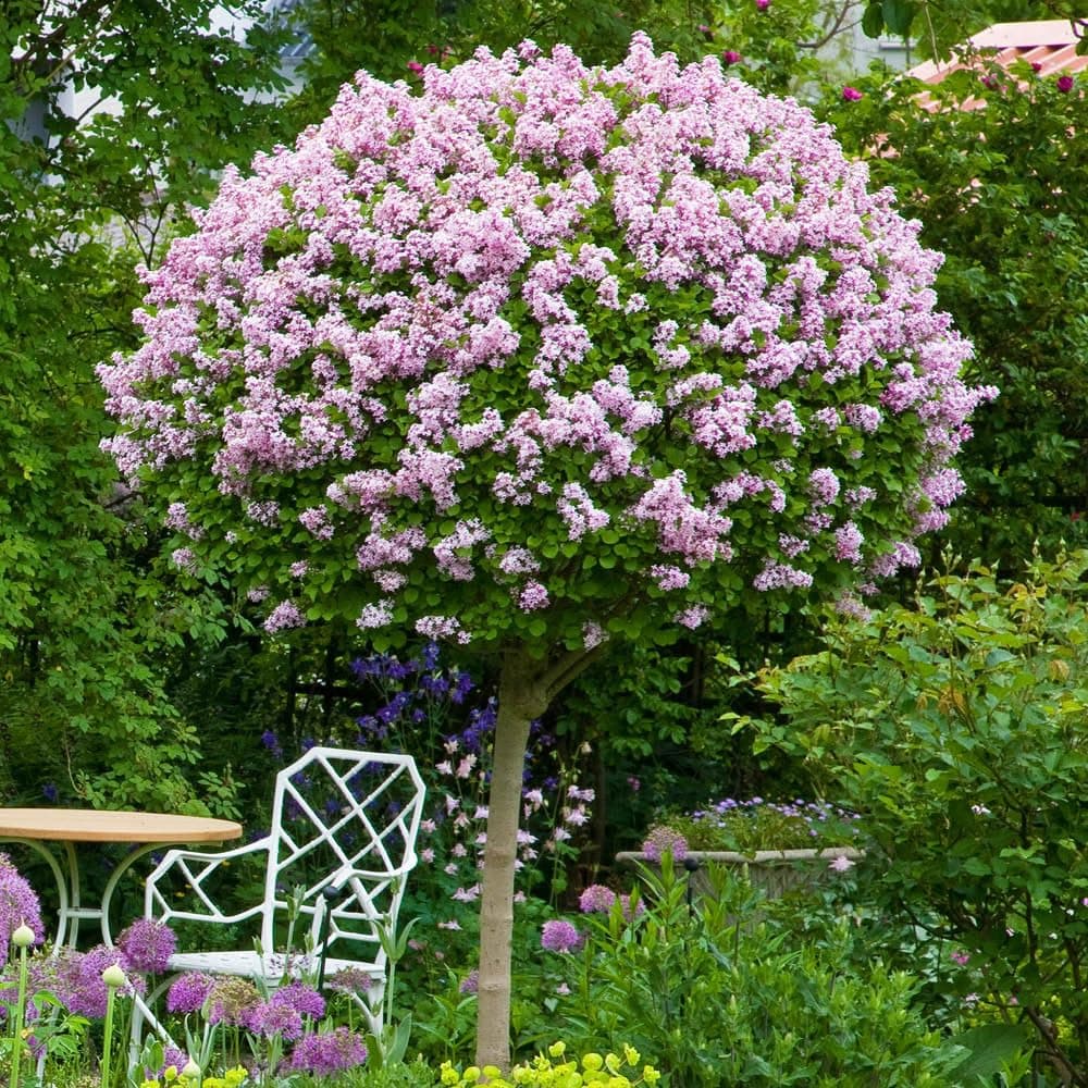 YouGarden Standard Lilac Tree Syringa 'Palibin' 90-120cm Tall in 3 Litre Pot, Potted Trees & Shrubs for Gardens or Patios, Supplied as 1 x Standard Lilac Tree in 3L Pot