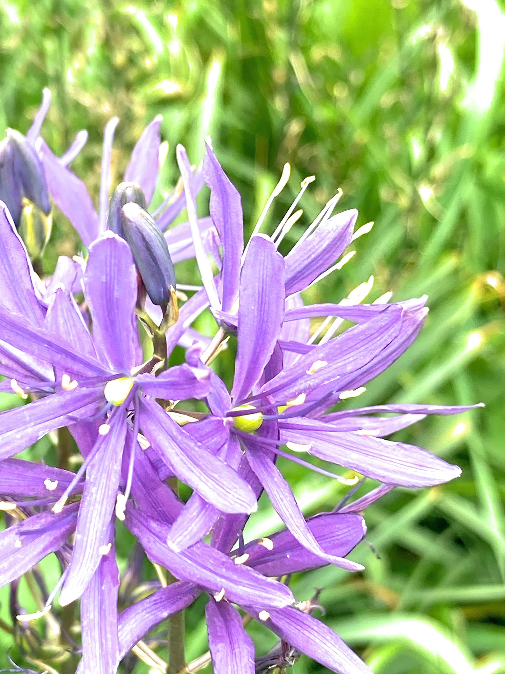 10 x Camassia esculenta (Quamash or Wild Hyacinth) Bulbs (Free UK Postage)