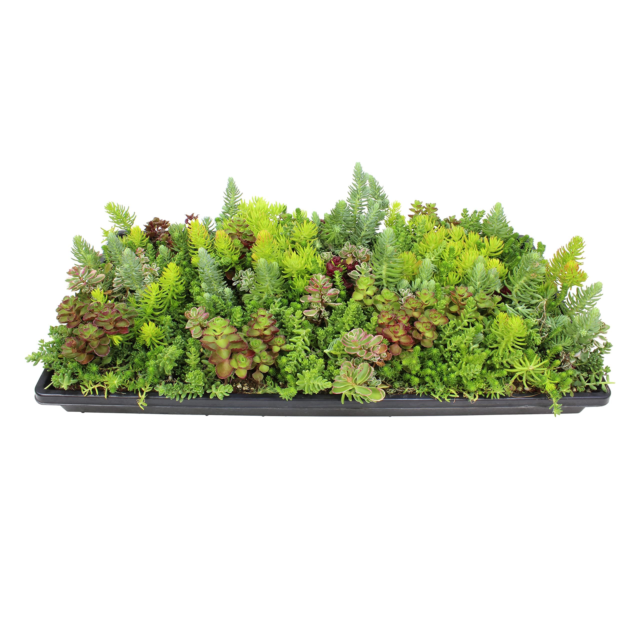 10 in. x 20 in. Sedum Groundcover Mat, Non-toxic Hardy Stonecrop for Landscaping, Live Succulents, Pet Friendly Plants for Cats & Dogs, Drought Resilient, Easy Care