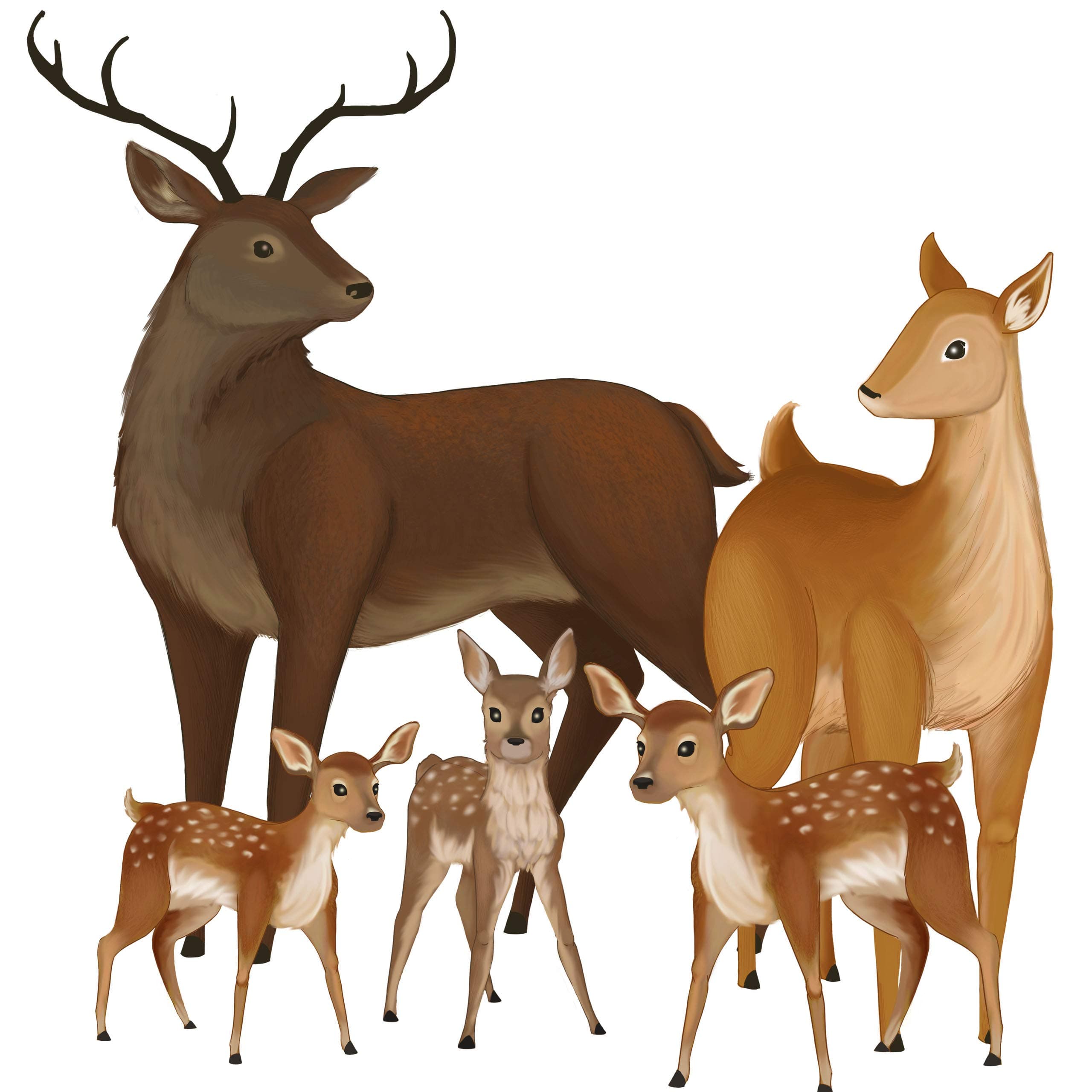 Deer Woodland Forest Animals Kids Wall Decals -Baby Nursery Toddler Room Wall Decor Boys & Girls Wall Stickers, Bedroom Decoration DIY Decor (Deer)