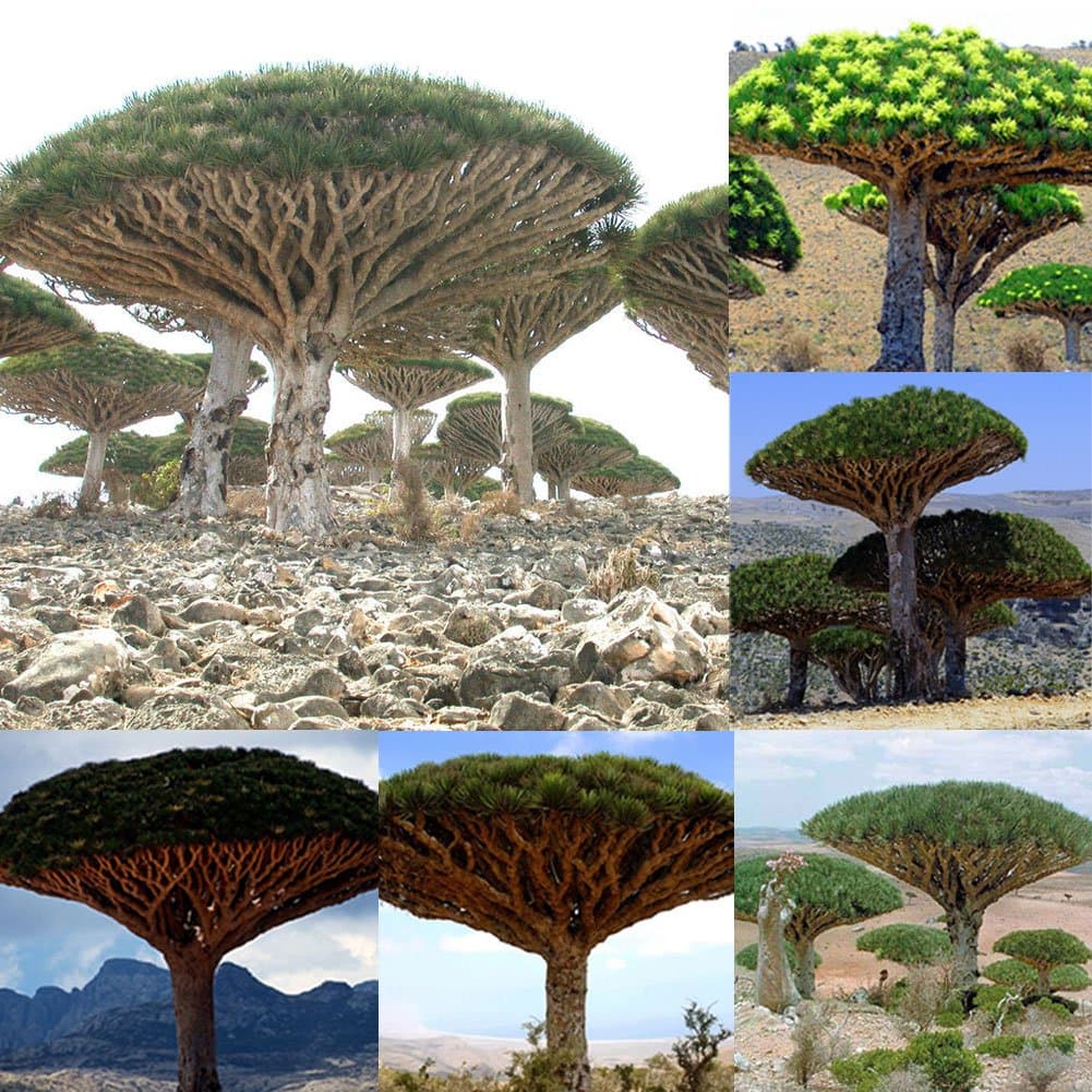 KimcHisxXv Dragon Blood Tree Seeds£¬10 Pcs Dragon Blood Tree Seeds Giant Plants Garden Yard Decor Ornamental Bonsai