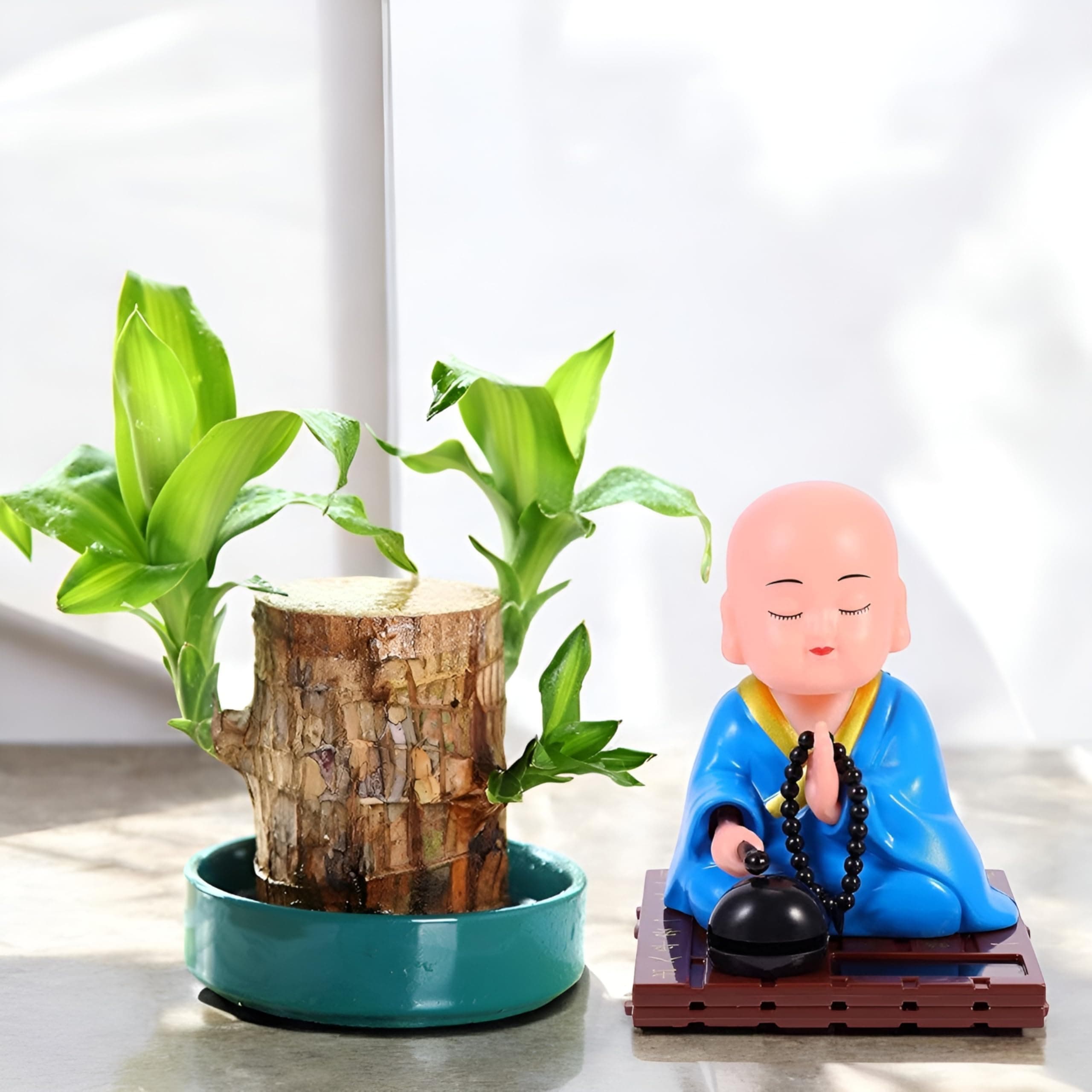 Amulya Farms IMPORTED Bamboo Lucky Wood Good Luck Live Plant WITH LEAF & WITH BOBBLE HEAD MONK IDOL | Lucky Brazil Wood Potted Plant | Lucky Brazilian Wood Plant | Feng Shui Plant | without Pot |