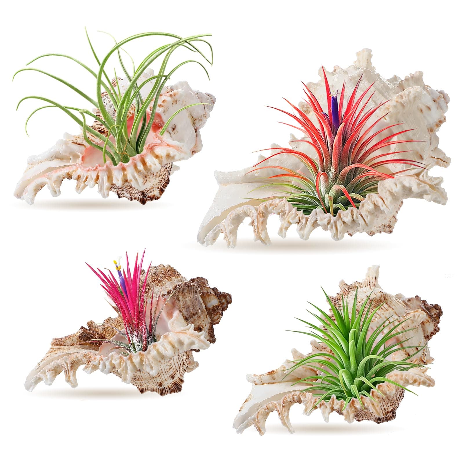 ANPHSIN 4 Pack Conch Sea Shell Air Plant Holders- 4-5 inches Natural Airplant Pot, Decorative Tillandsia Succulent Display Container for Gardening Housewarming Gifts Home Table Decors, No Plants