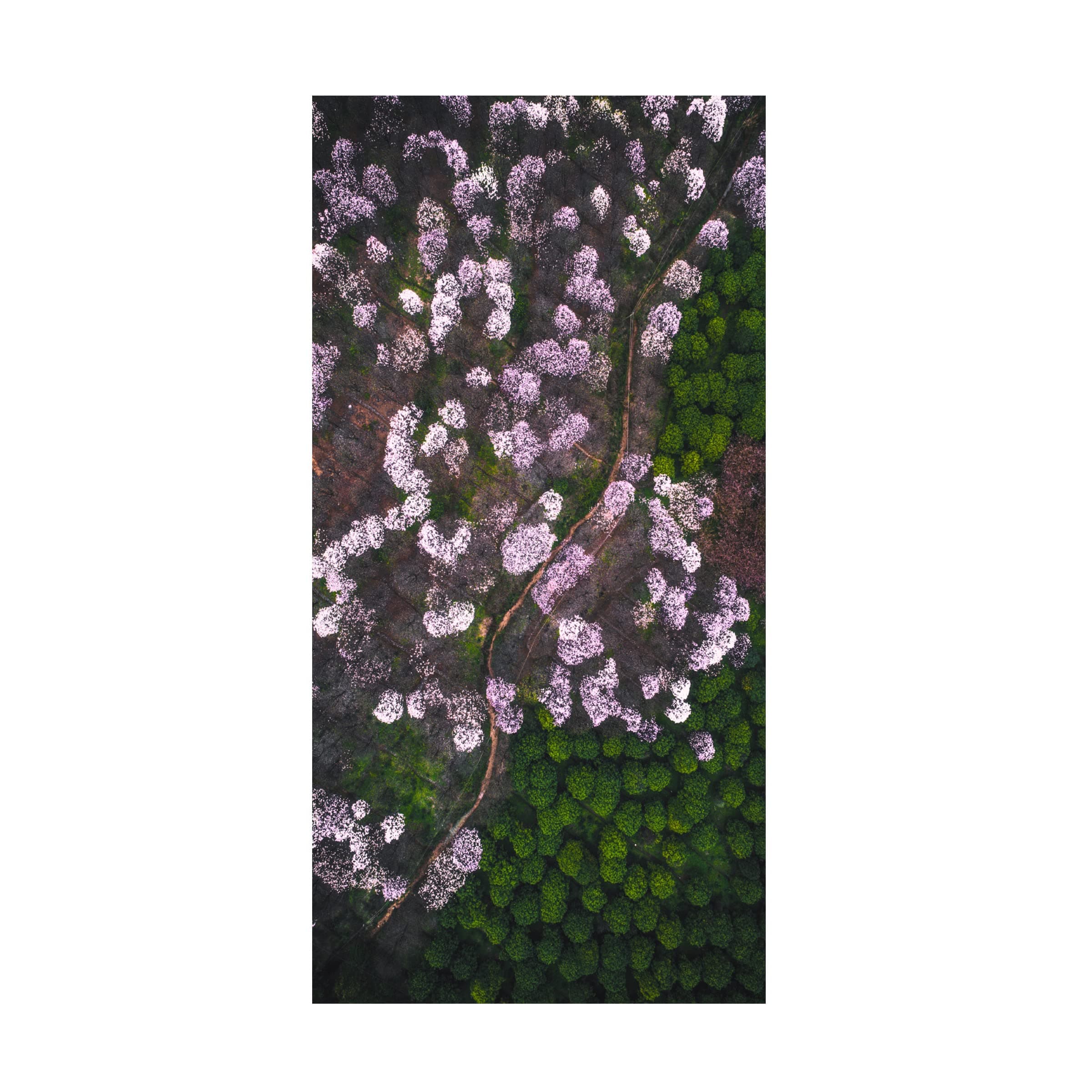 Trademark Fine Art 'The Road Of Flower' Canvas Art by Tianqi
