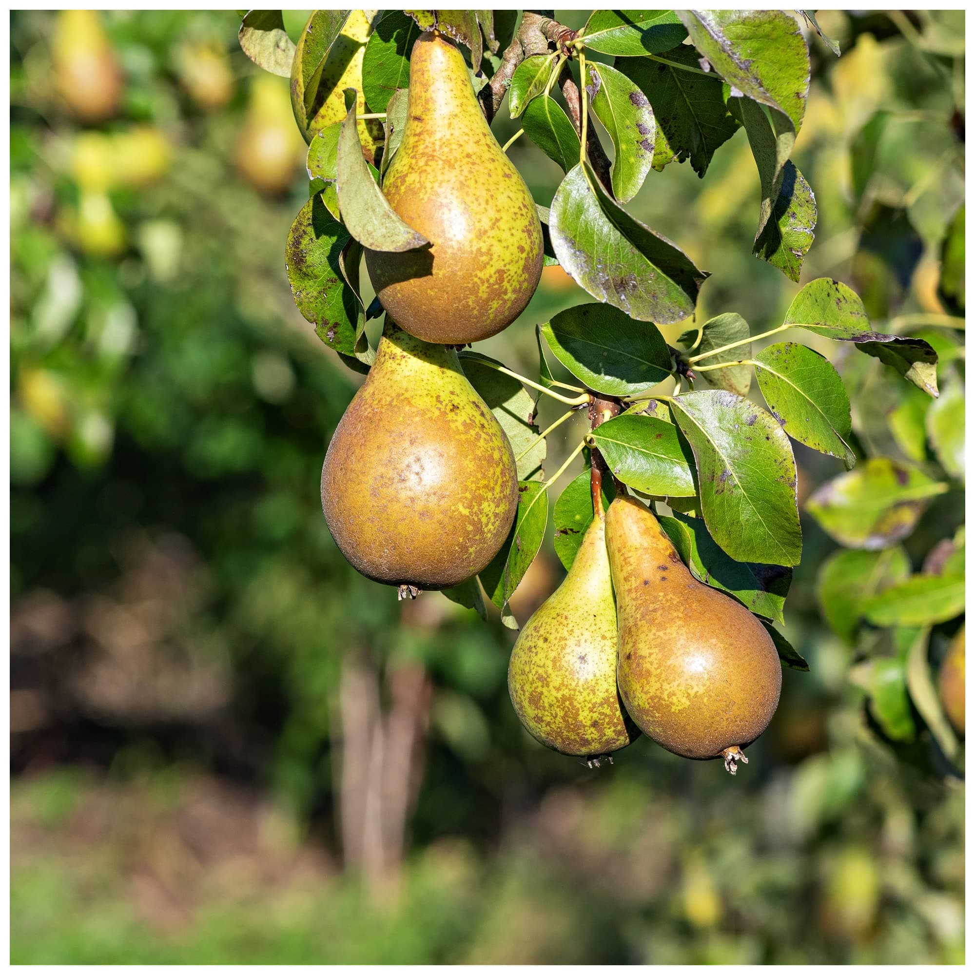Conference Pear Tree 4-5 ft, Self-Fertile & Heavy Cropper, Ready to Fruit 3fatpigs®