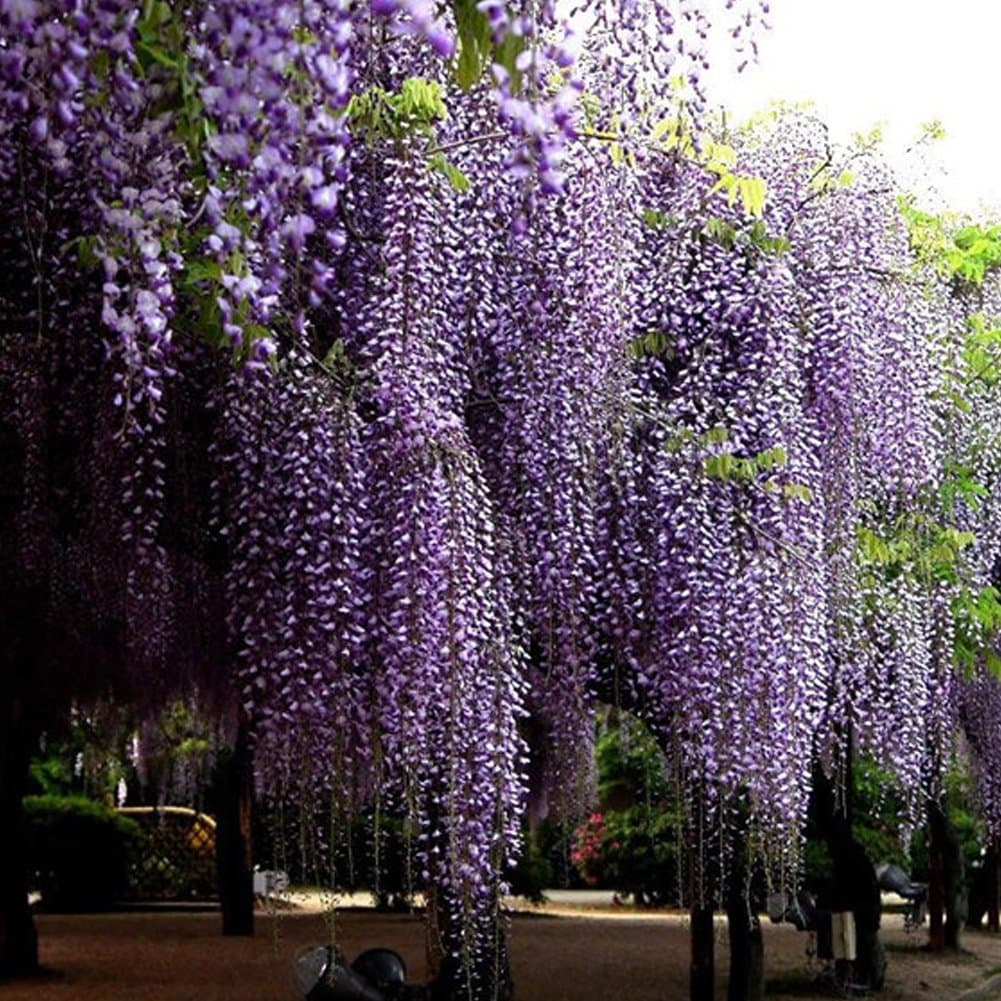 Wisteria Flower Seeds - BESTGIFT 20Pcs Outdoor Ornamental Plants Seeds Amethyst Falls Wisteria Vine Live Plant